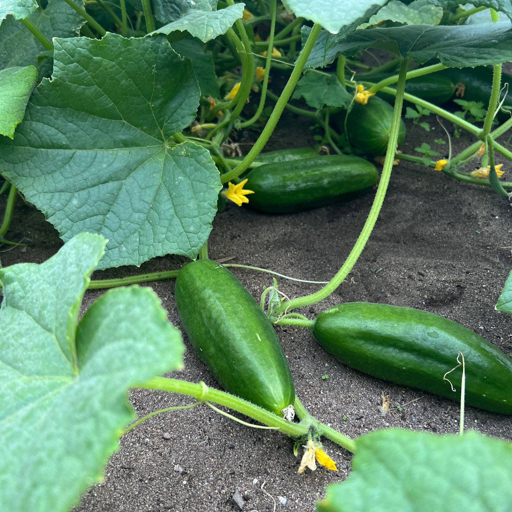 Muncher green cucumbers growing on a vine with leaves and soil in the background