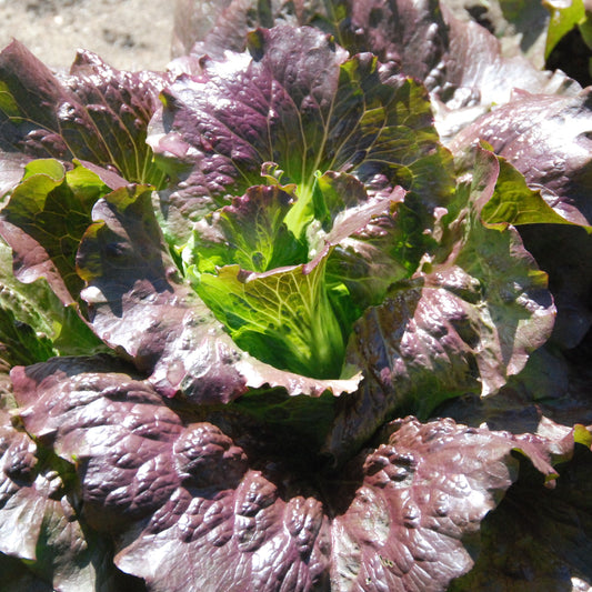 Close-up of a head of purple and green lettuce