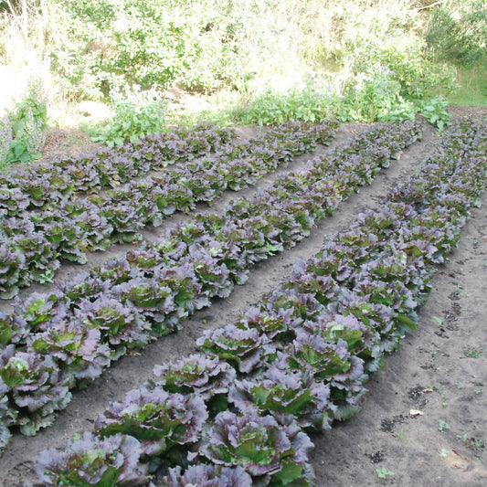 head cardinal lettuce seed crop growing in mandala garden