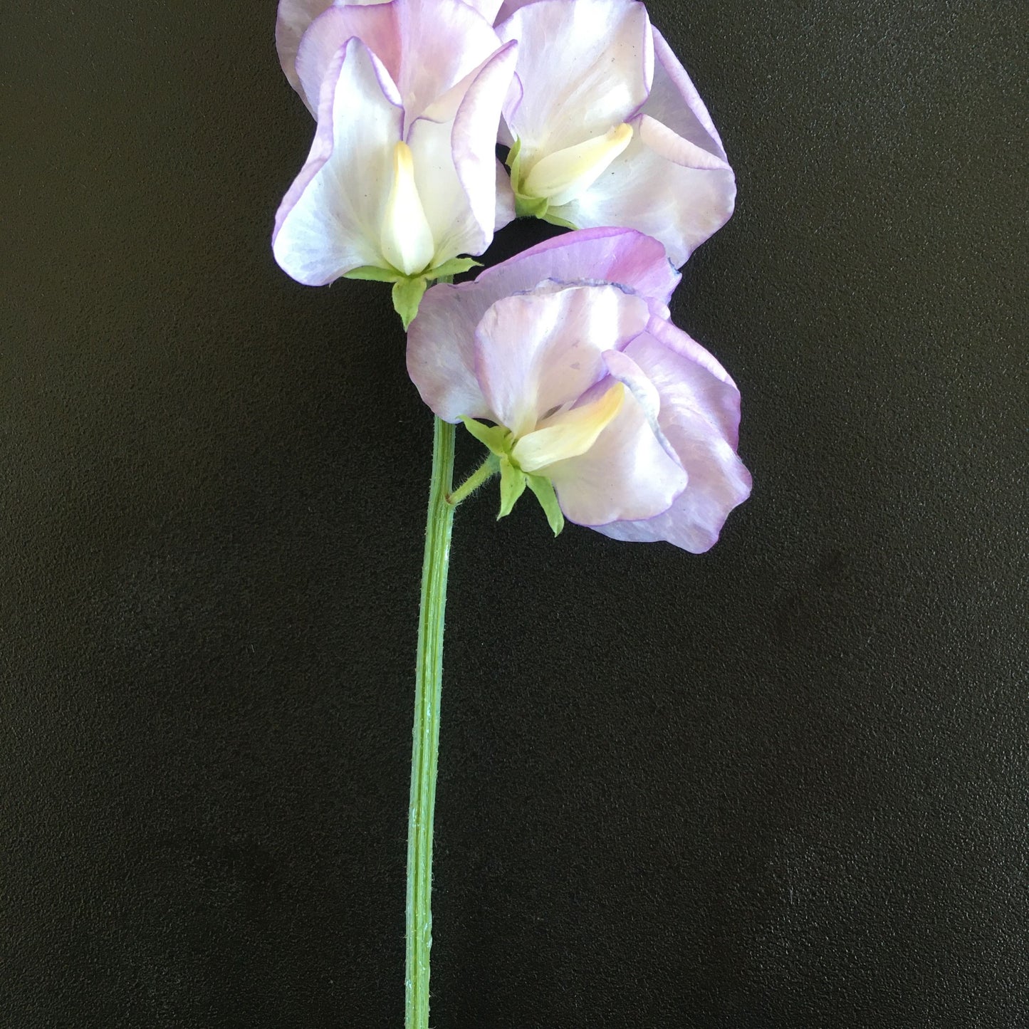 Sweet Pea 'High Scent'