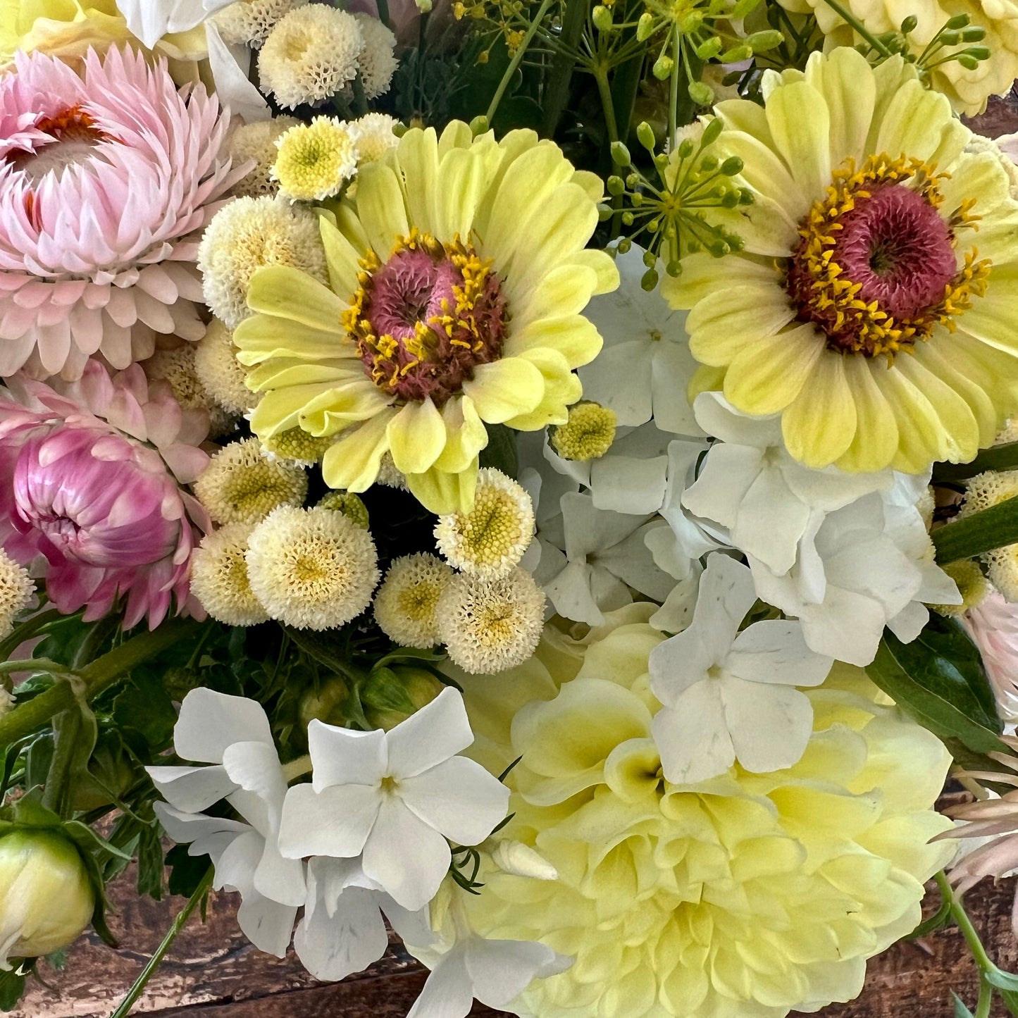 Feverfew 'Vegmo Snowball'