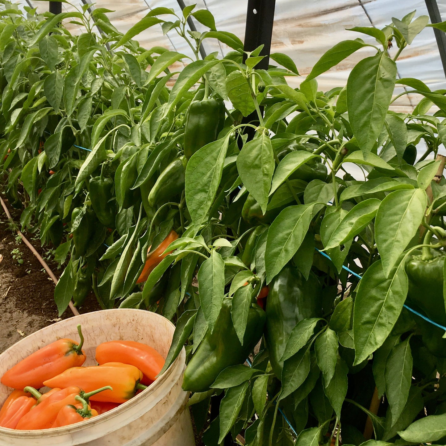 Bucket of orange peppers next to pepper plants in a greenhouse