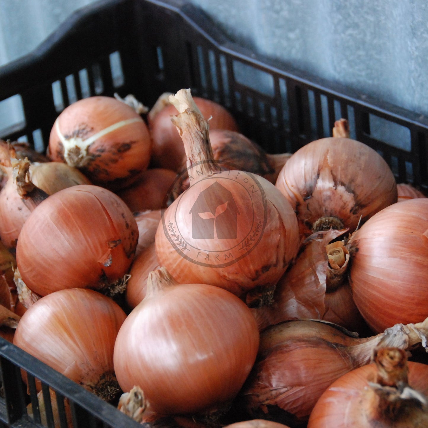 Basket of onions on a gray background