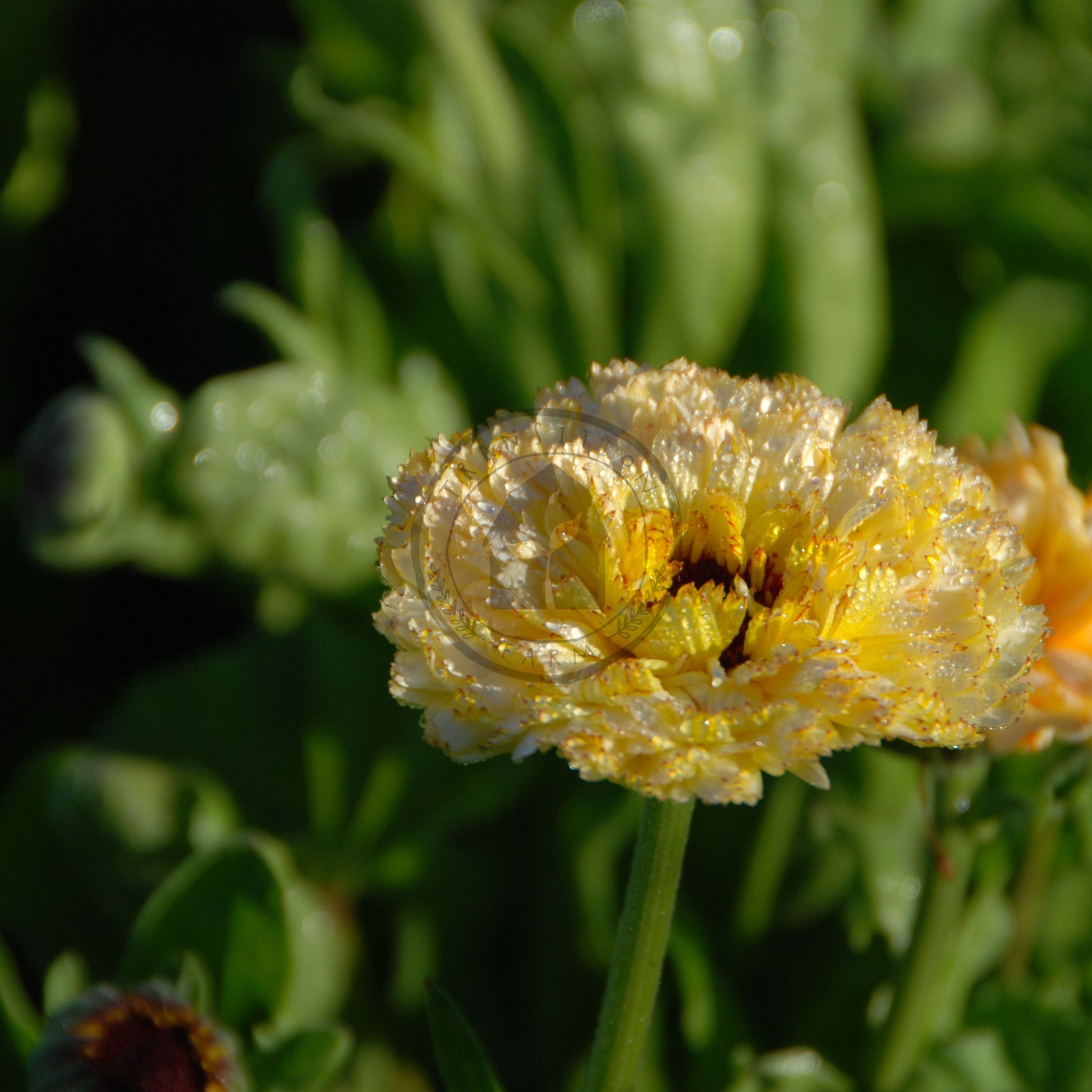 Yellow flower with water droplets on a green background