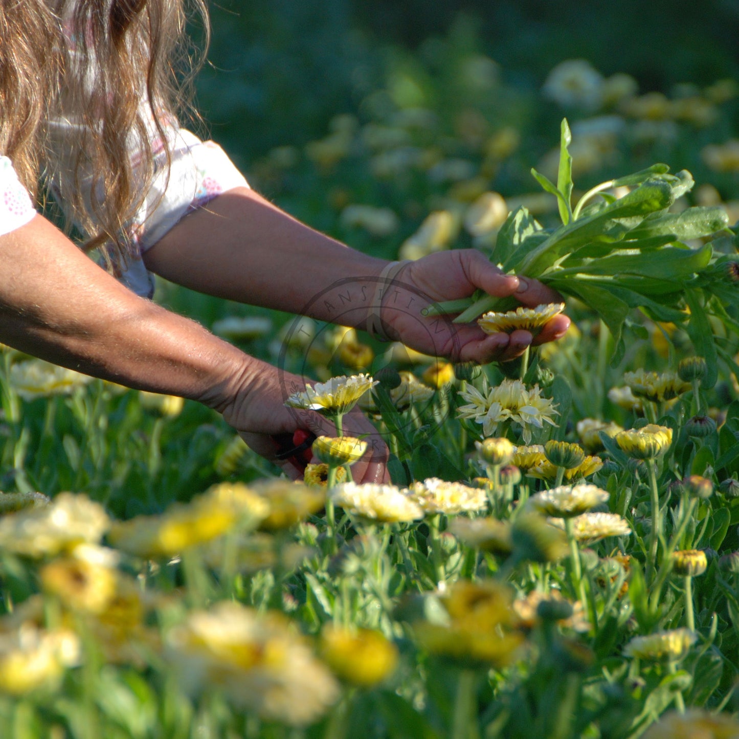 Person picking flowers in a field of yellow flowers