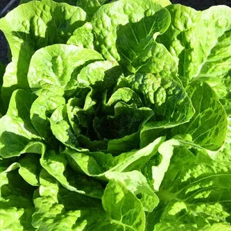 Close-up of a head of green lettuce