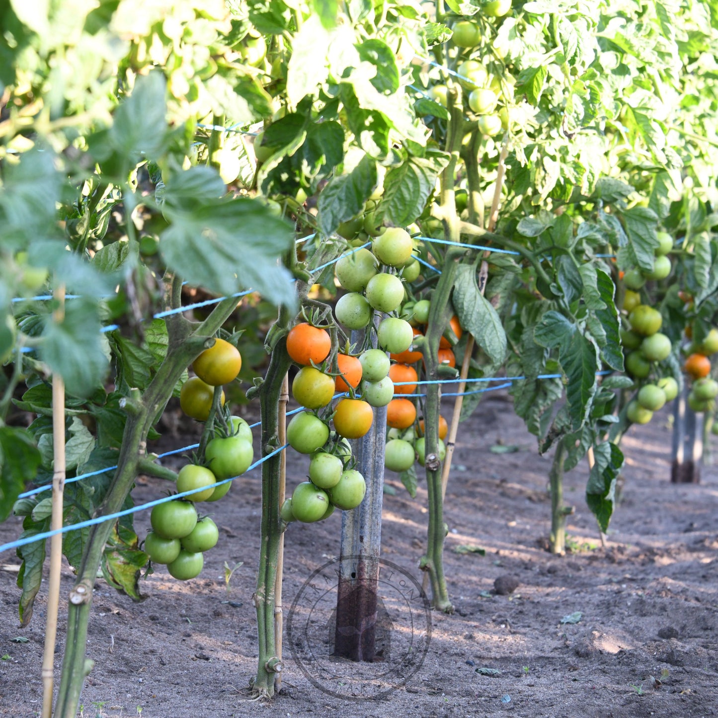 Tomato 'Jaune Flamme'