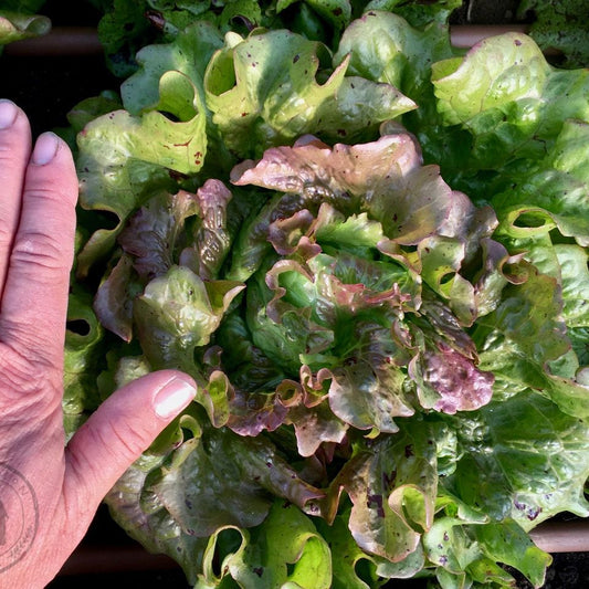 Hand holding a leaf of green lettuce with visible veins