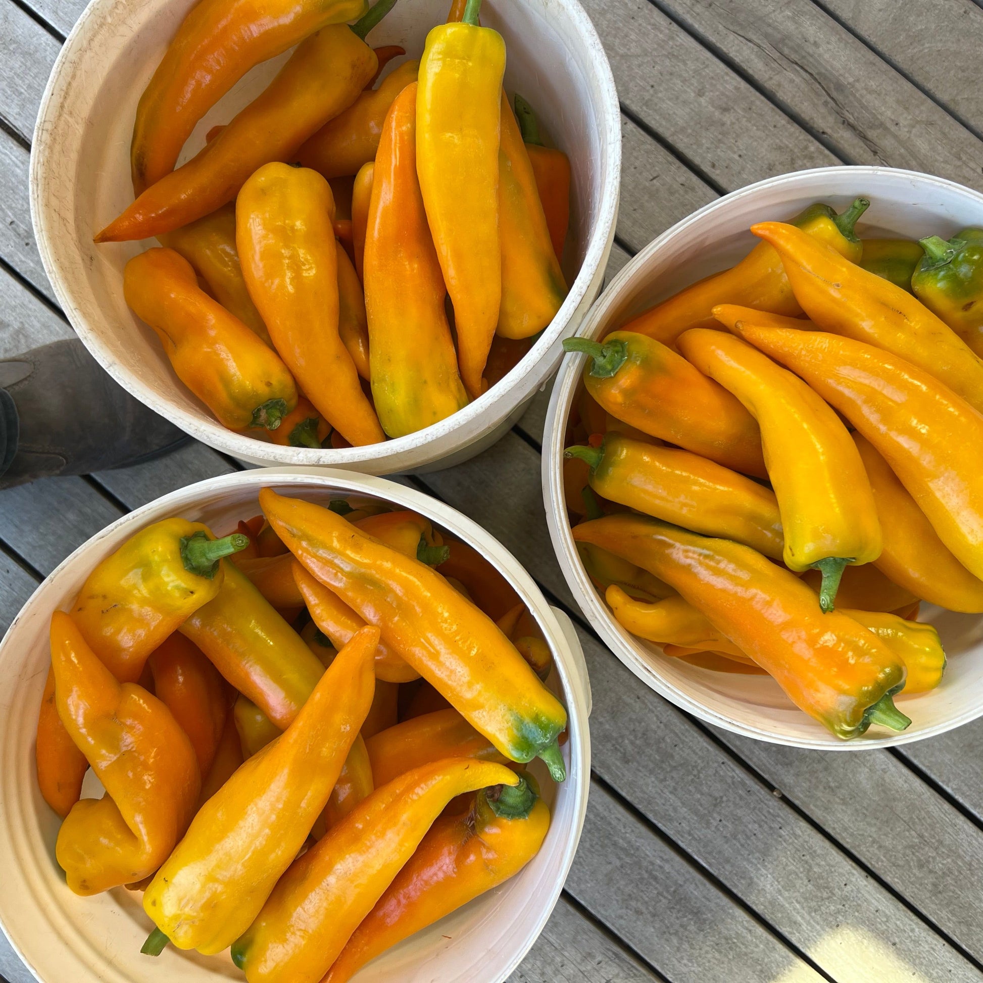 Three bowls filled with yellow peppers on a wooden surface.