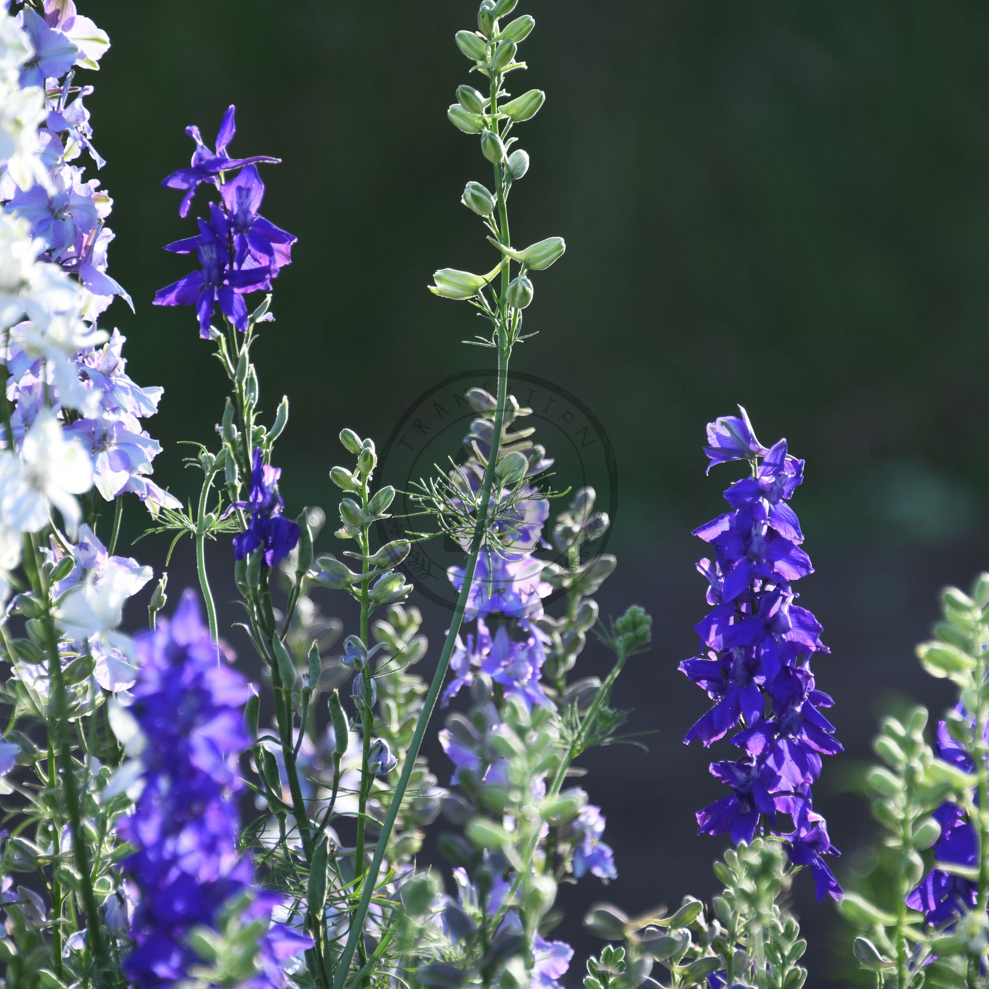 Purple and white flowers with green leaves against a dark background