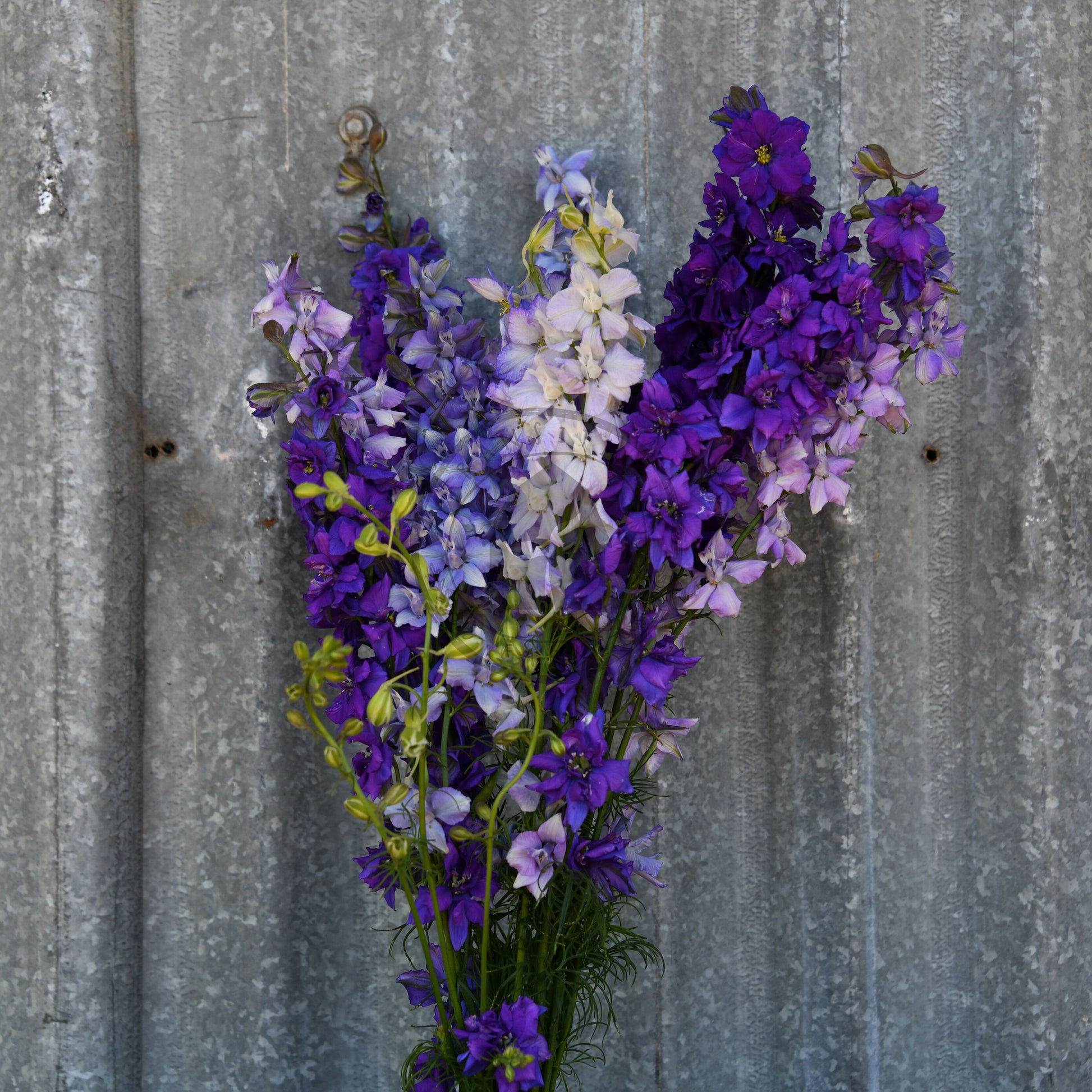 Bouquet of purple and white flowers against a corrugated metal background