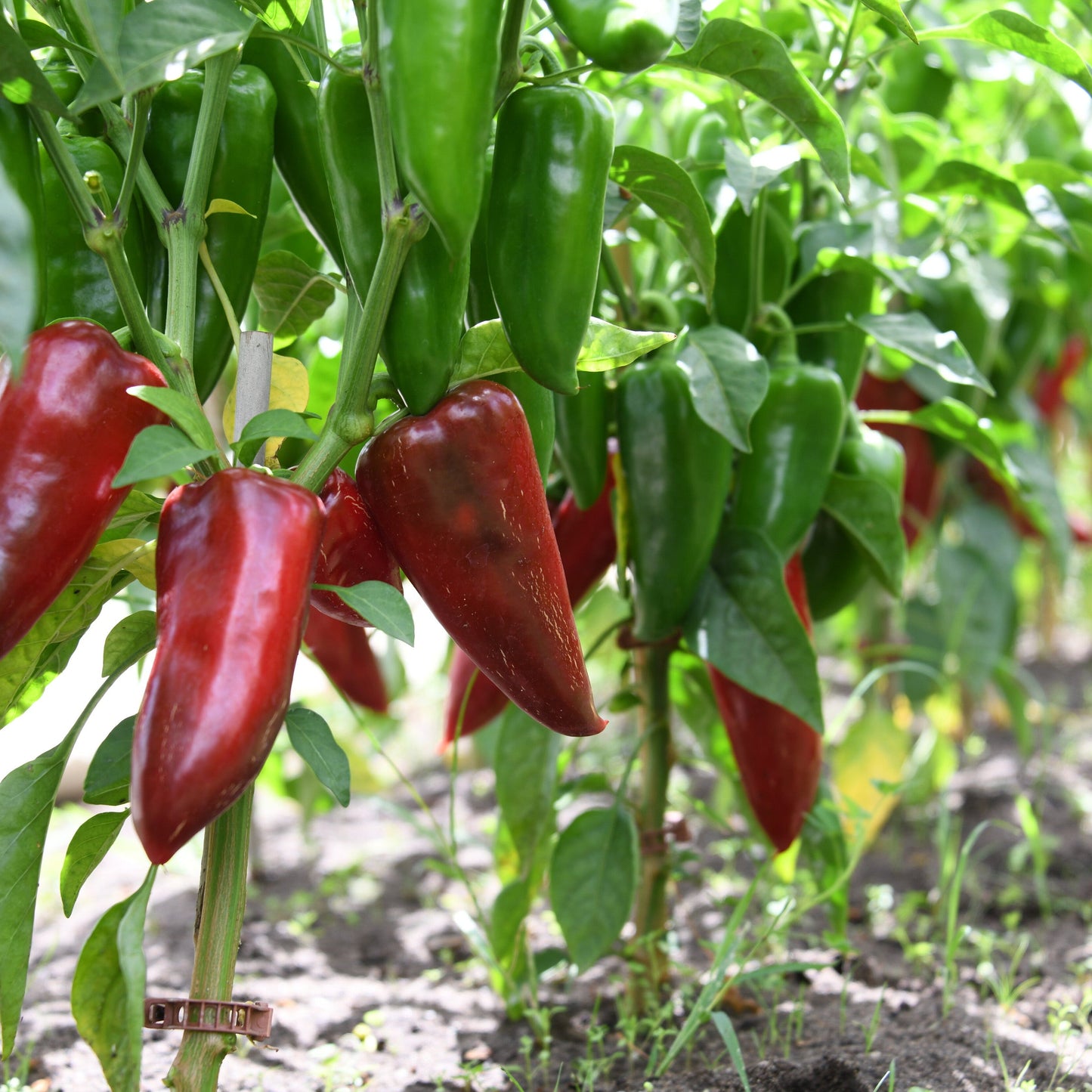 Red peppers growing on a plant with green leaves