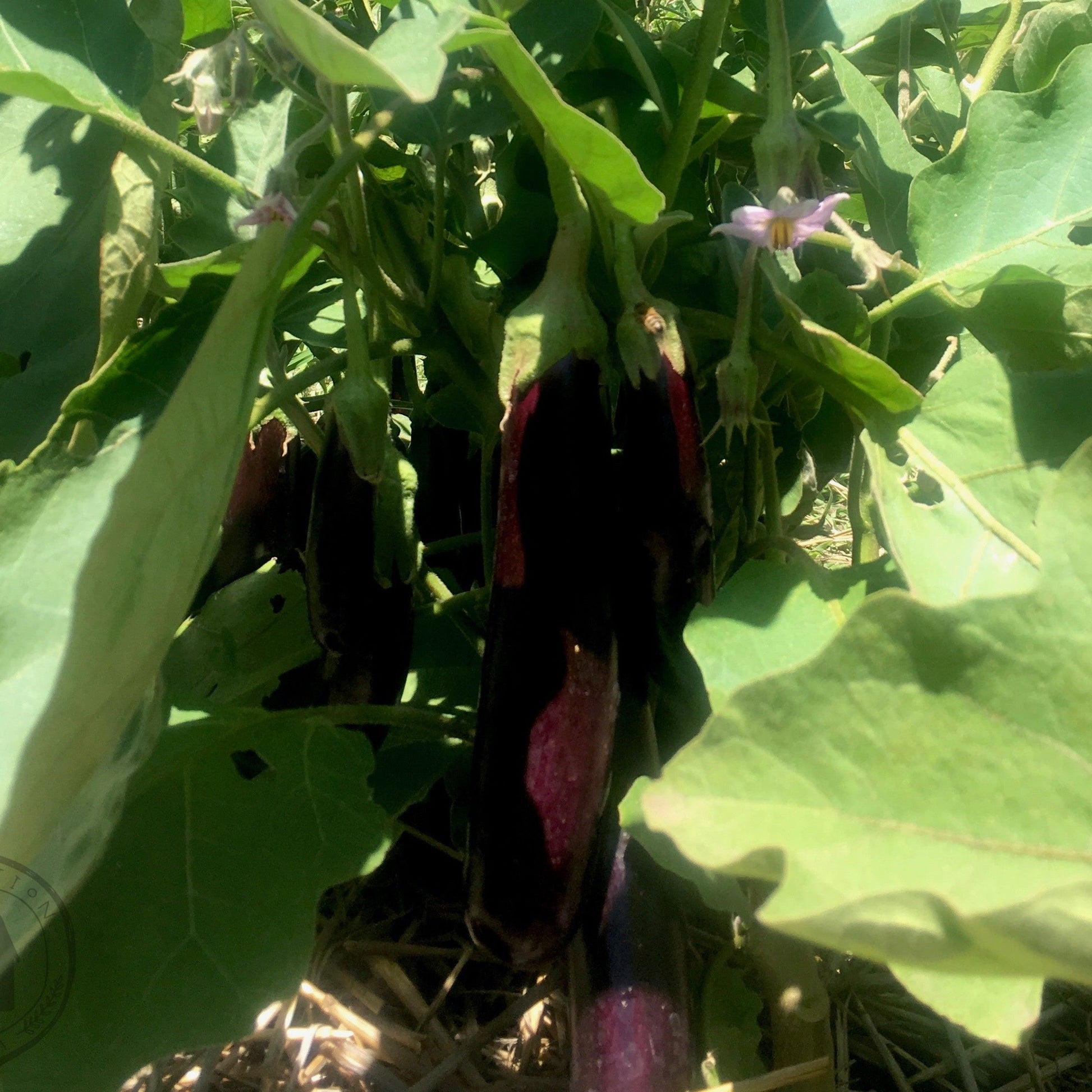 Tasty slender purple eggplant growing on productive small plants