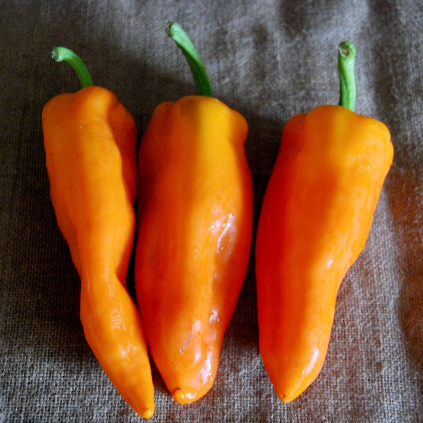 Three orange peppers with green stems on a textured brown surface