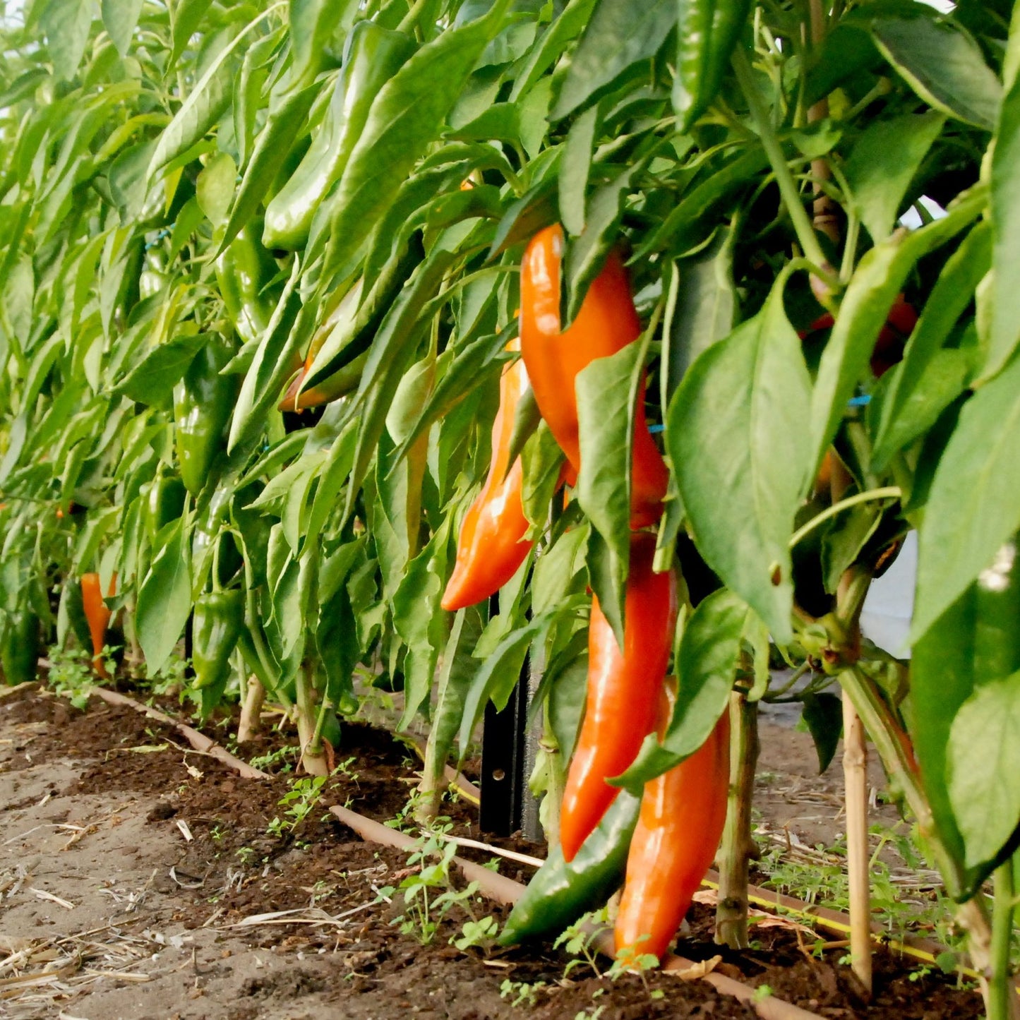 Row of orange bullnose peppers growing in a greenhouse with green leaves.