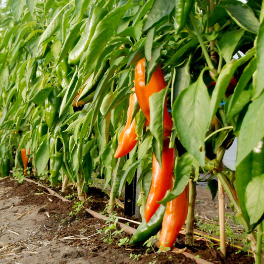 Row of orange bullnose peppers growing in a greenhouse with green leaves.