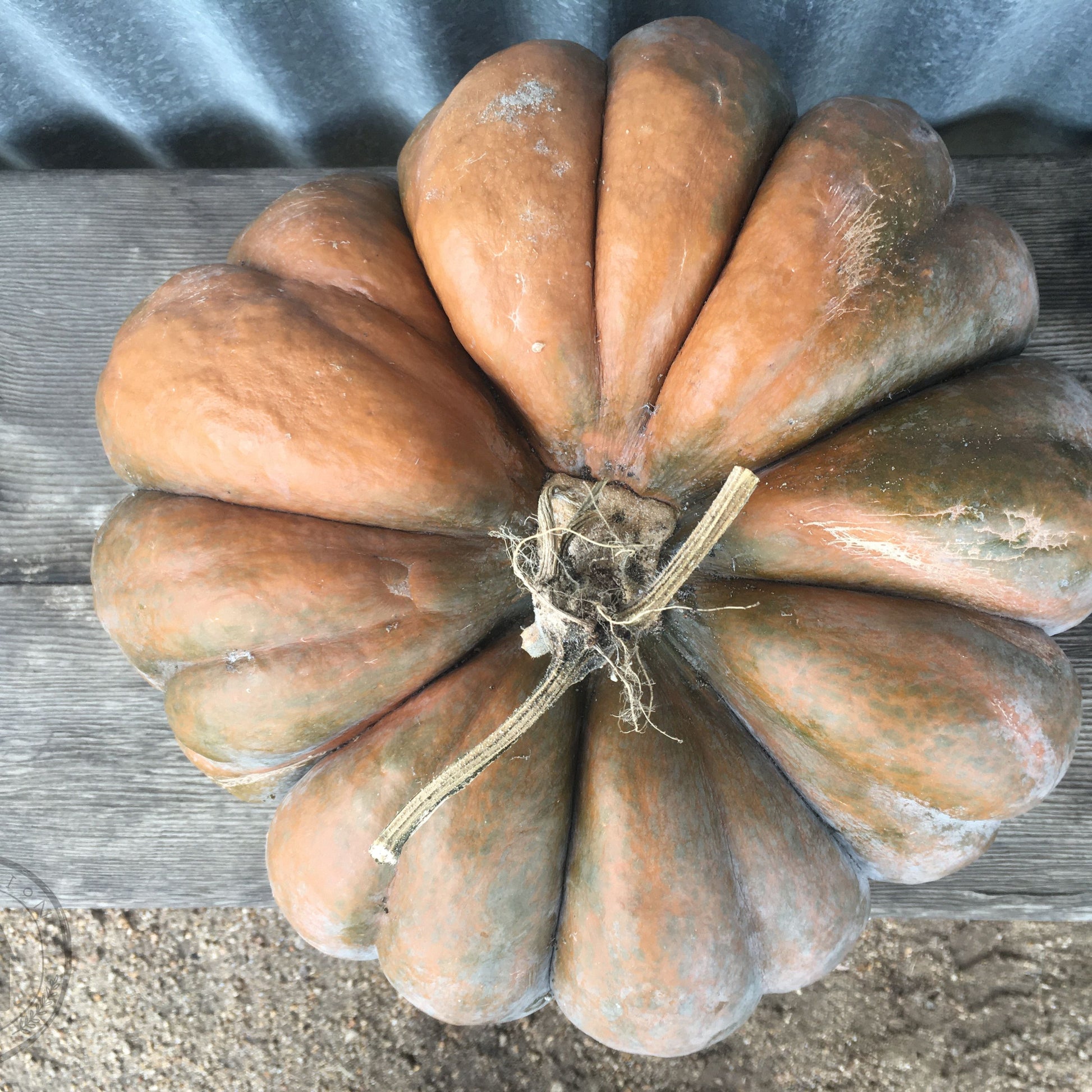 Wrinkled pumpkin on a wooden surface