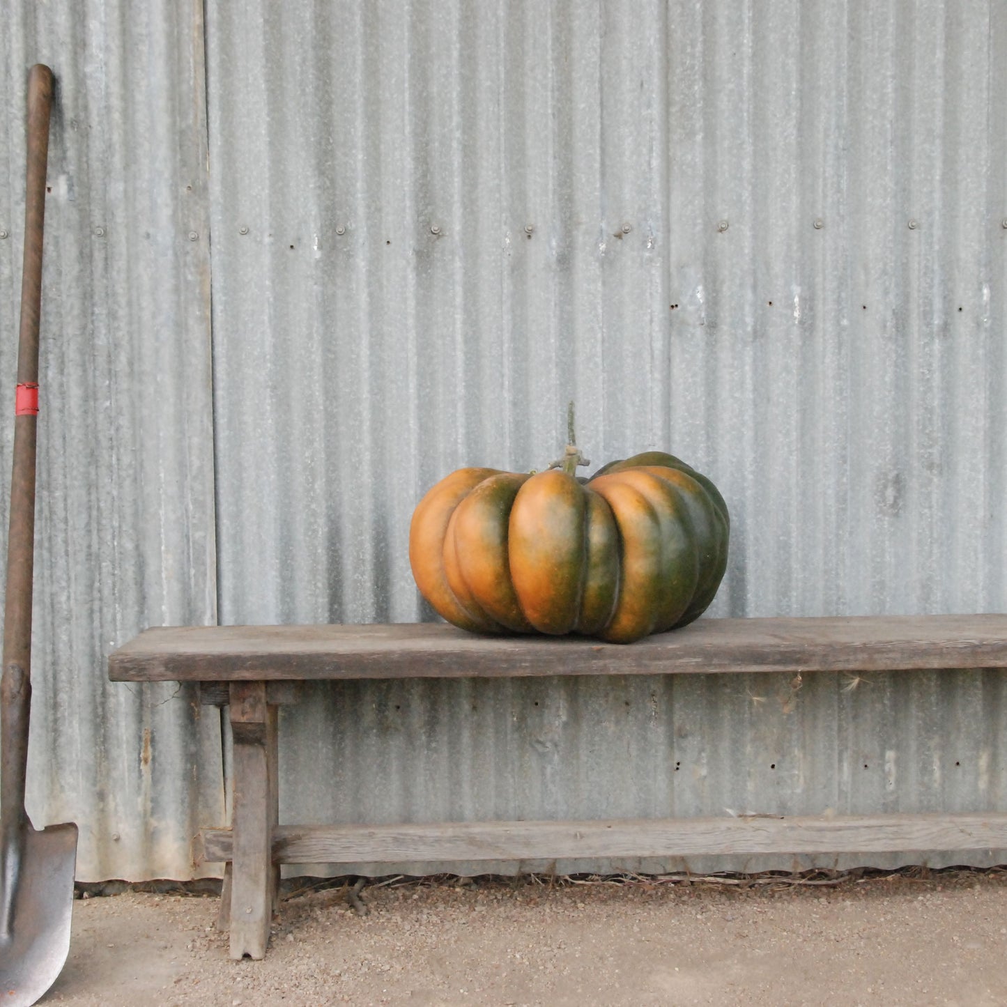Pumpkin on a wooden bench with a shovel leaning against a corrugated metal wall.