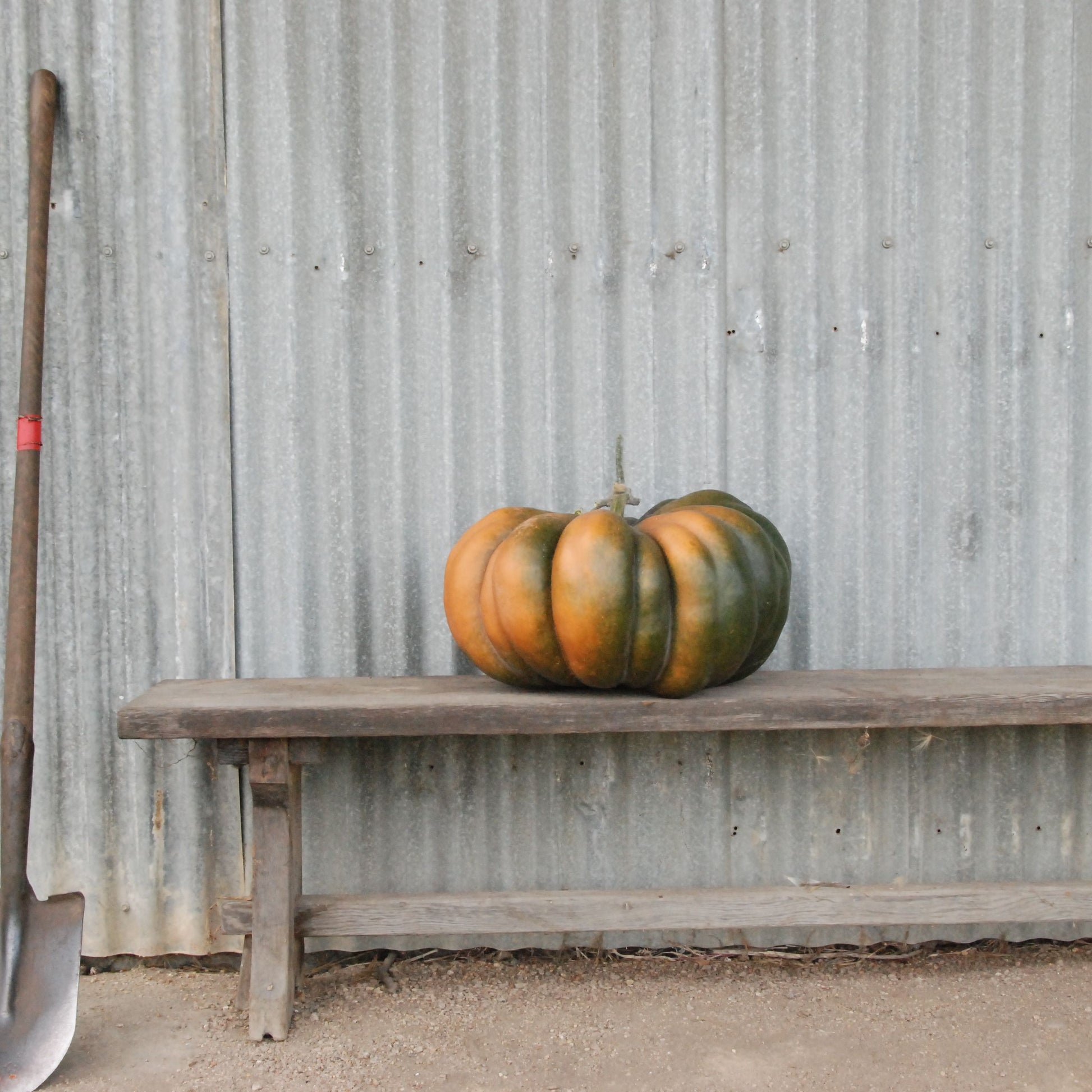 Pumpkin on a wooden bench with a shovel leaning against a corrugated metal wall.