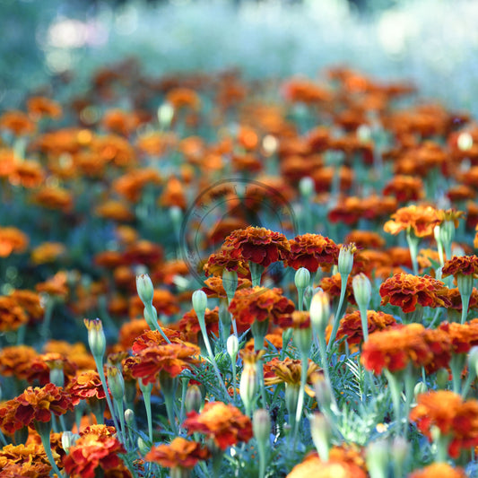 Field of orange flowers with a blurred background