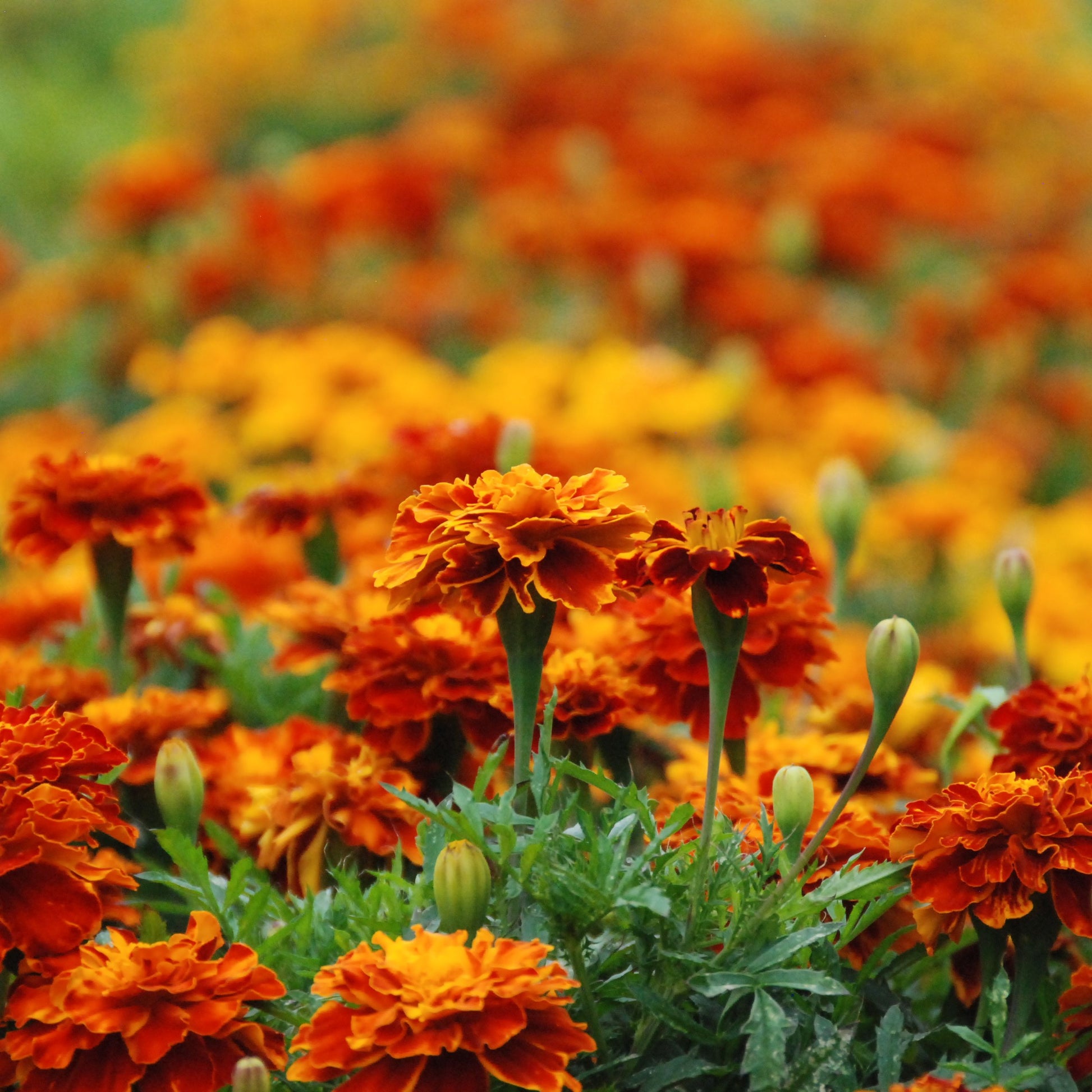 Field of orange marigold flowers with a blurred background