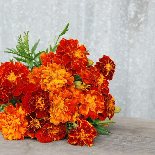 Bouquet of orange and red marigold flowers on a wooden surface with a light gray textured background.