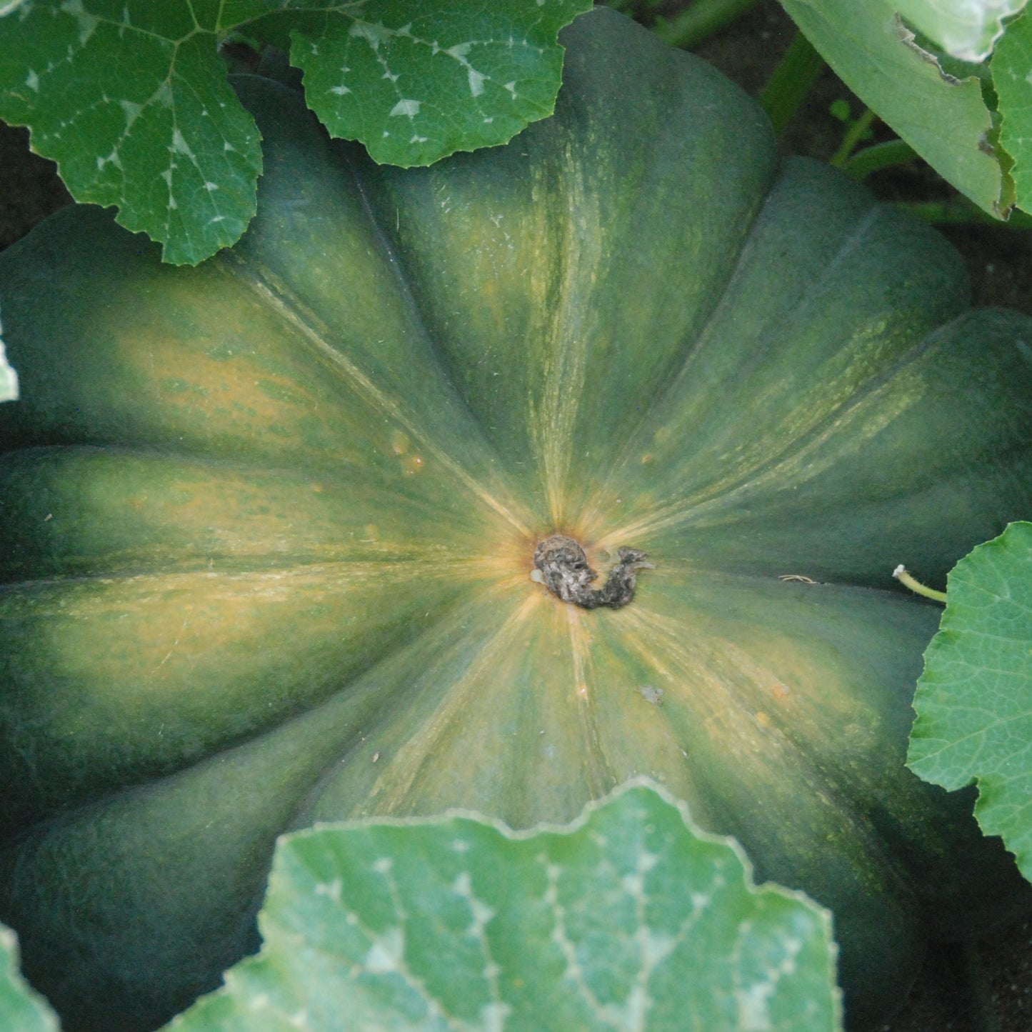 Green pumpkin surrounded by leaves on a natural background