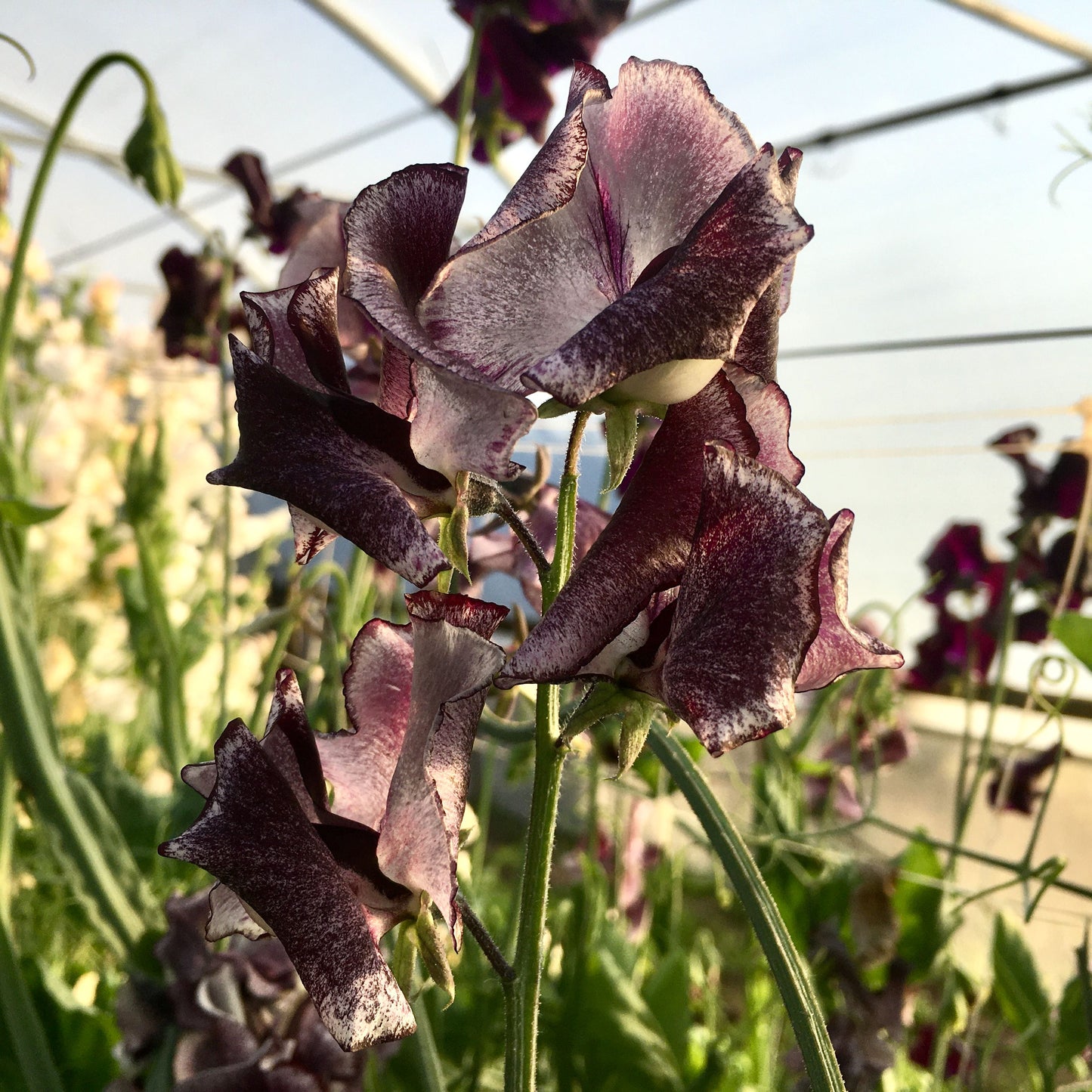 Sweet Pea 'Nimbus'