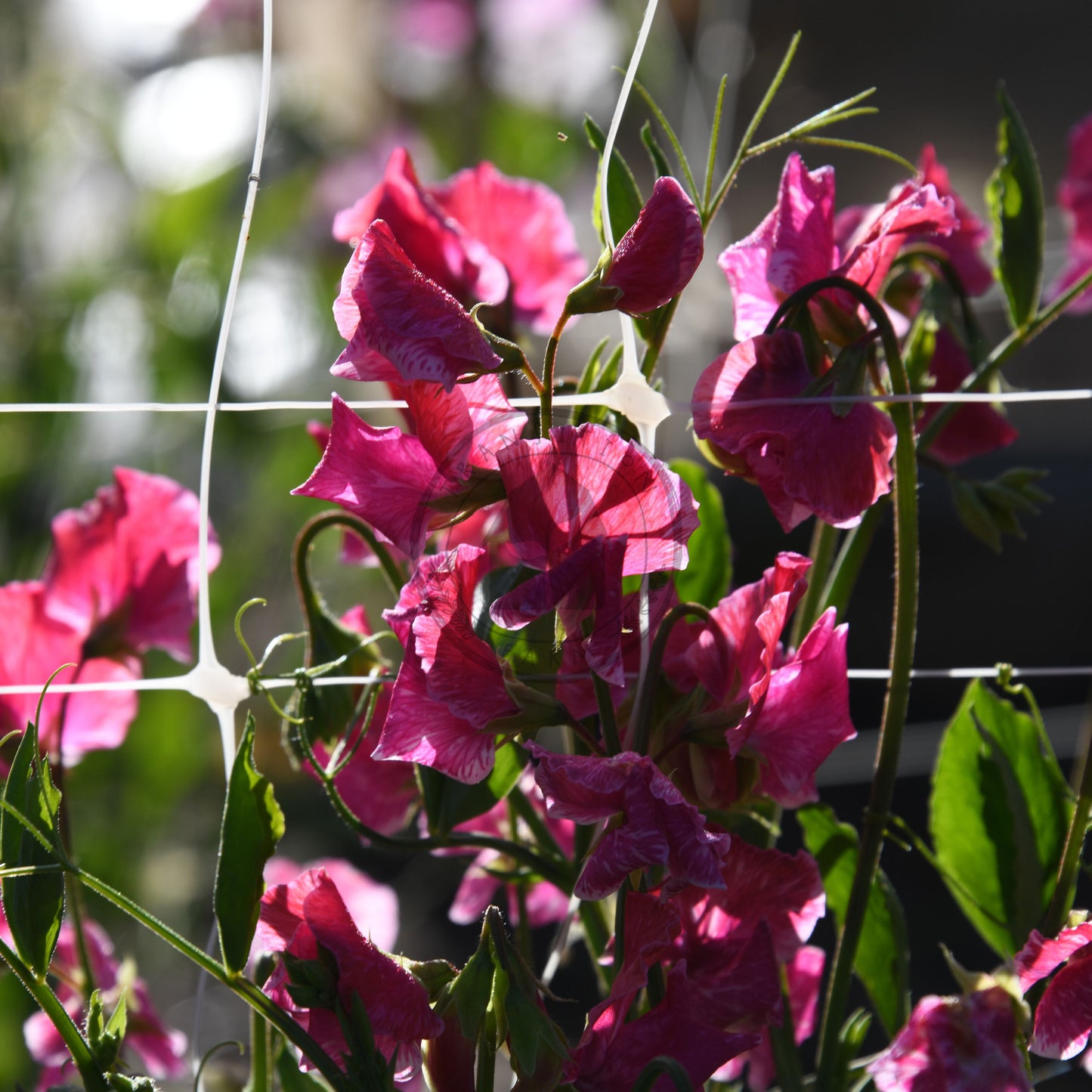 Close-up of pink flowers with a blurred background