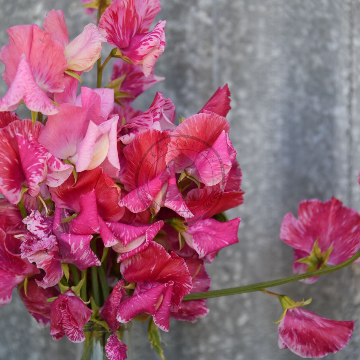 Bouquet of pink flowers against a gray background