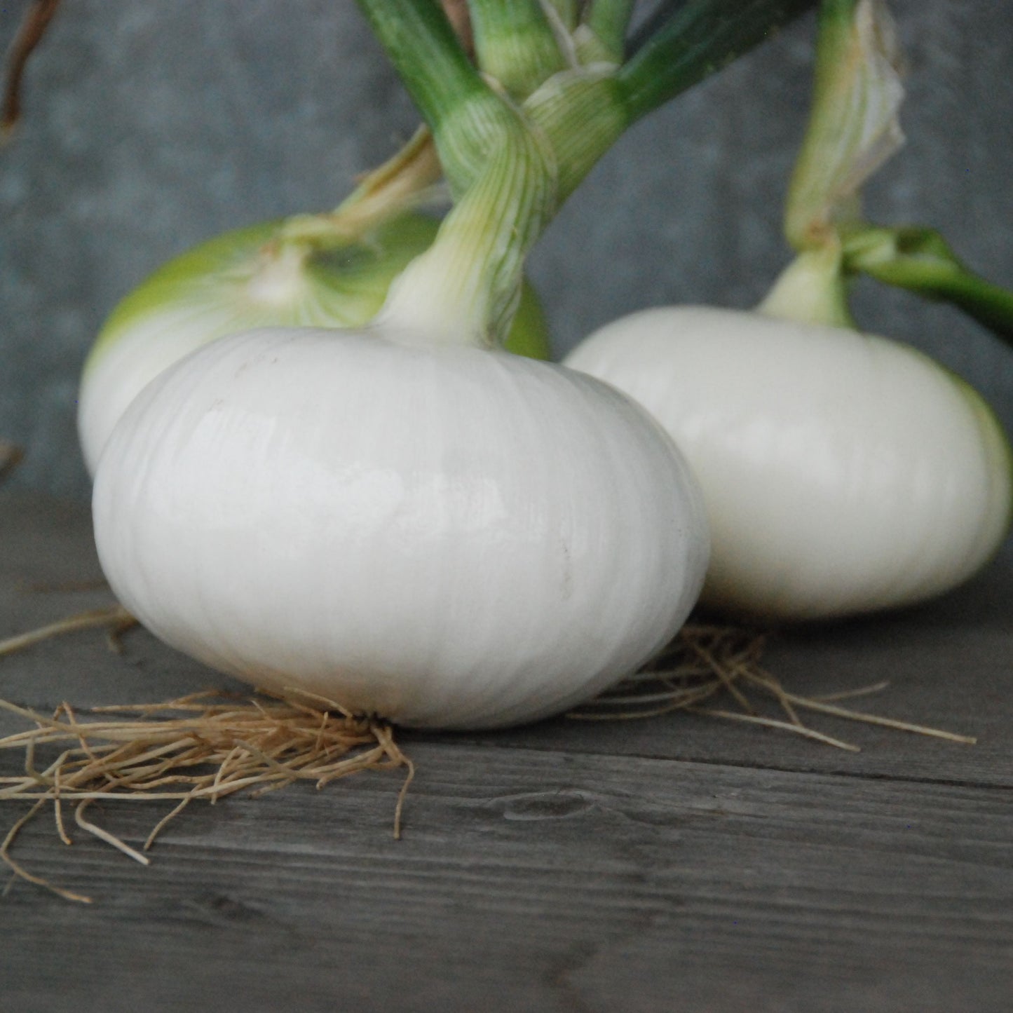 Two white onions with green tops on a wooden surface