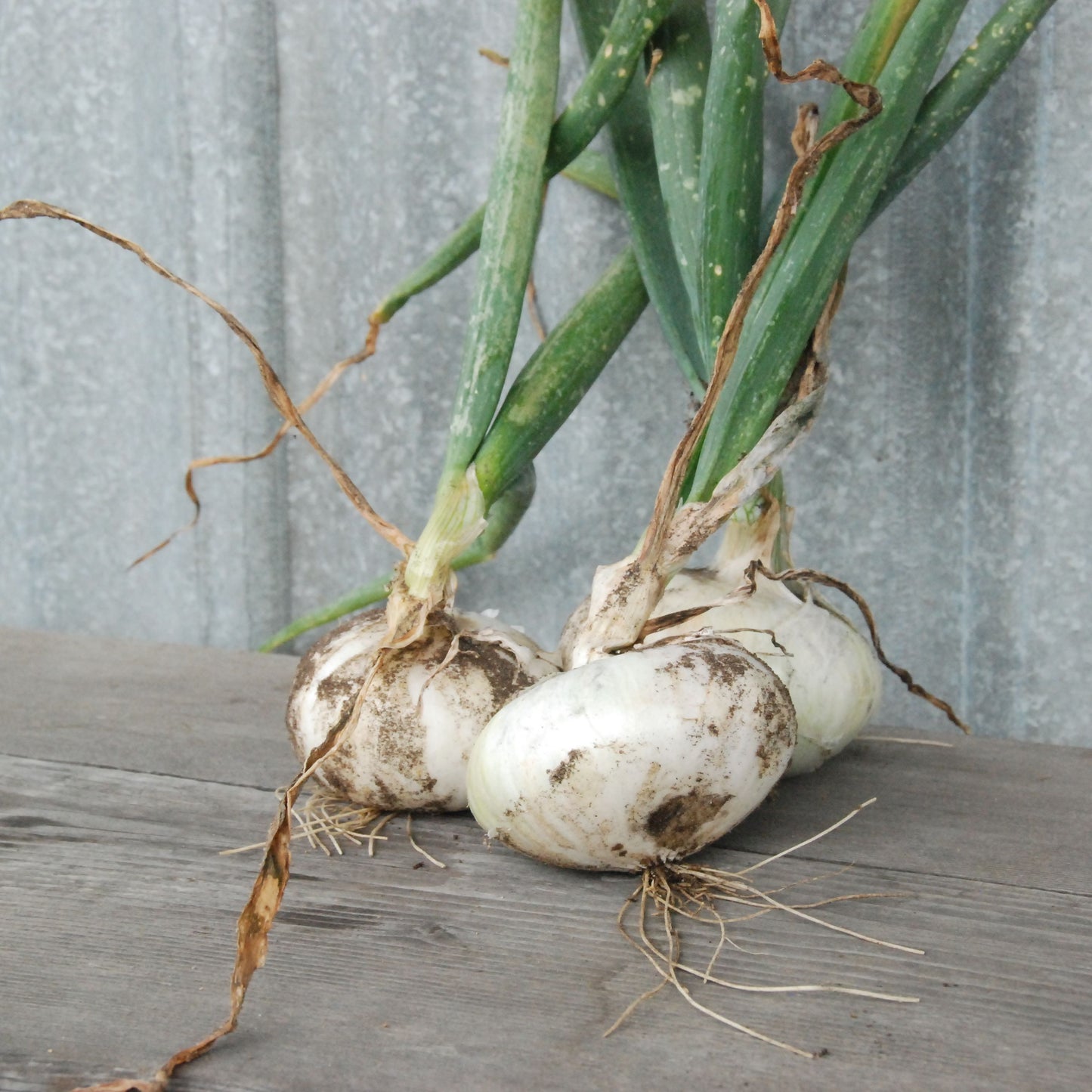 Two green onions with roots on a wooden surface against a gray metal background