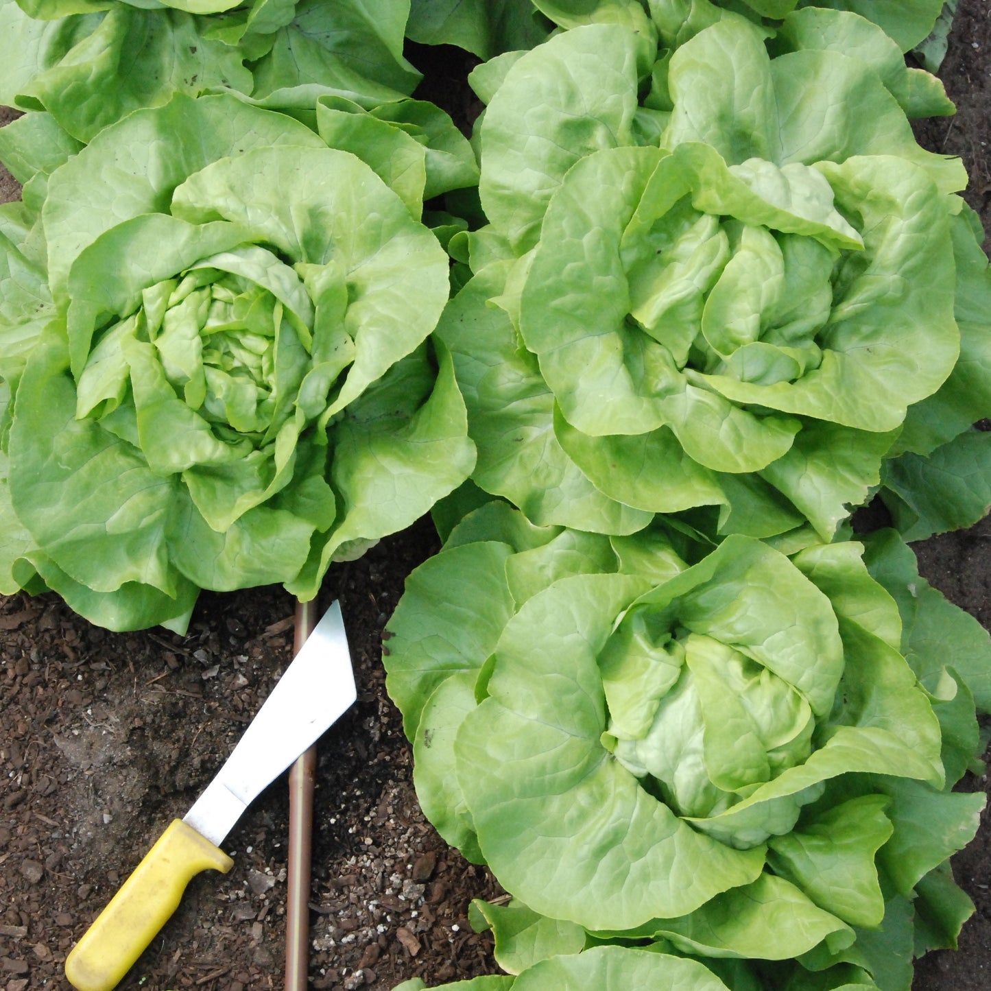 Green leafy vegetables growing in soil with a small tool nearby.