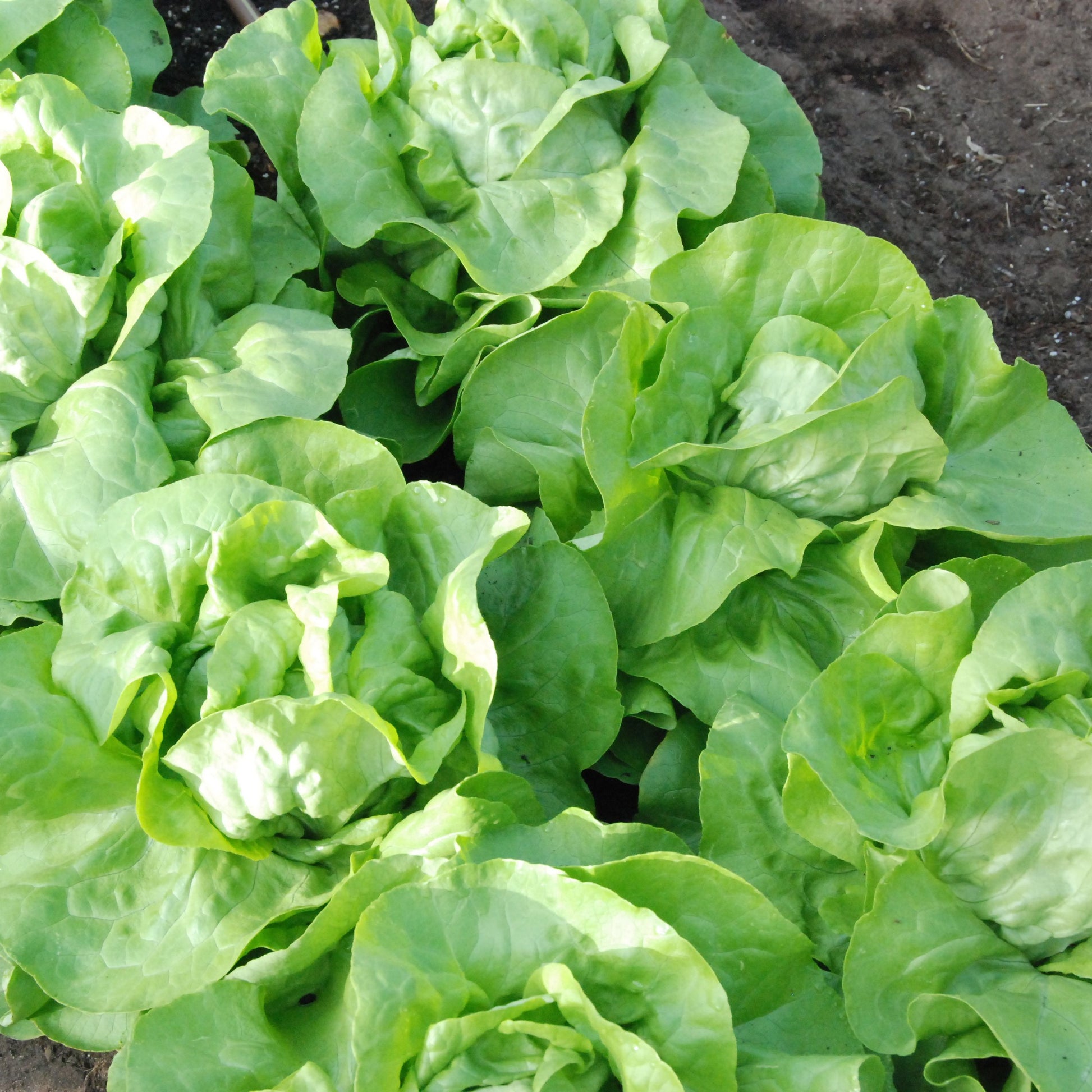 Close-up of green leafy lettuce on a dark soil background