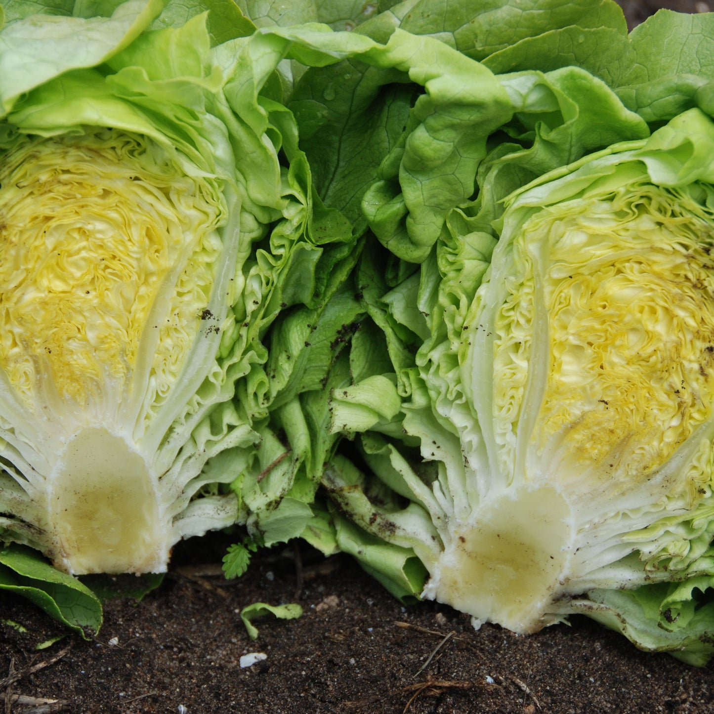 Two halves of a lettuce on a dark background