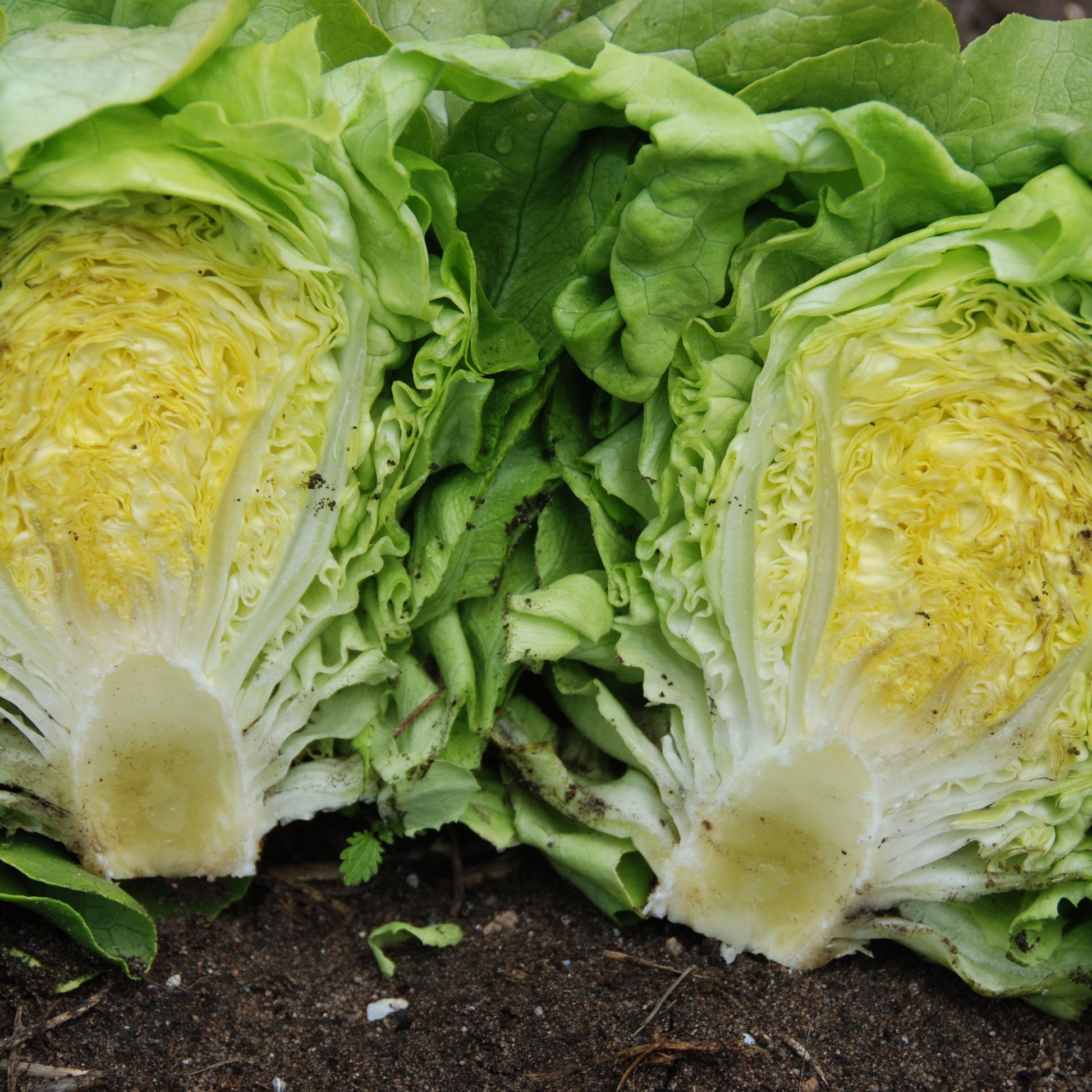 Two halves of a lettuce on a dark background