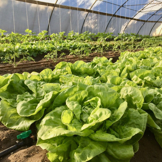 Green leafy plants growing in a greenhouse