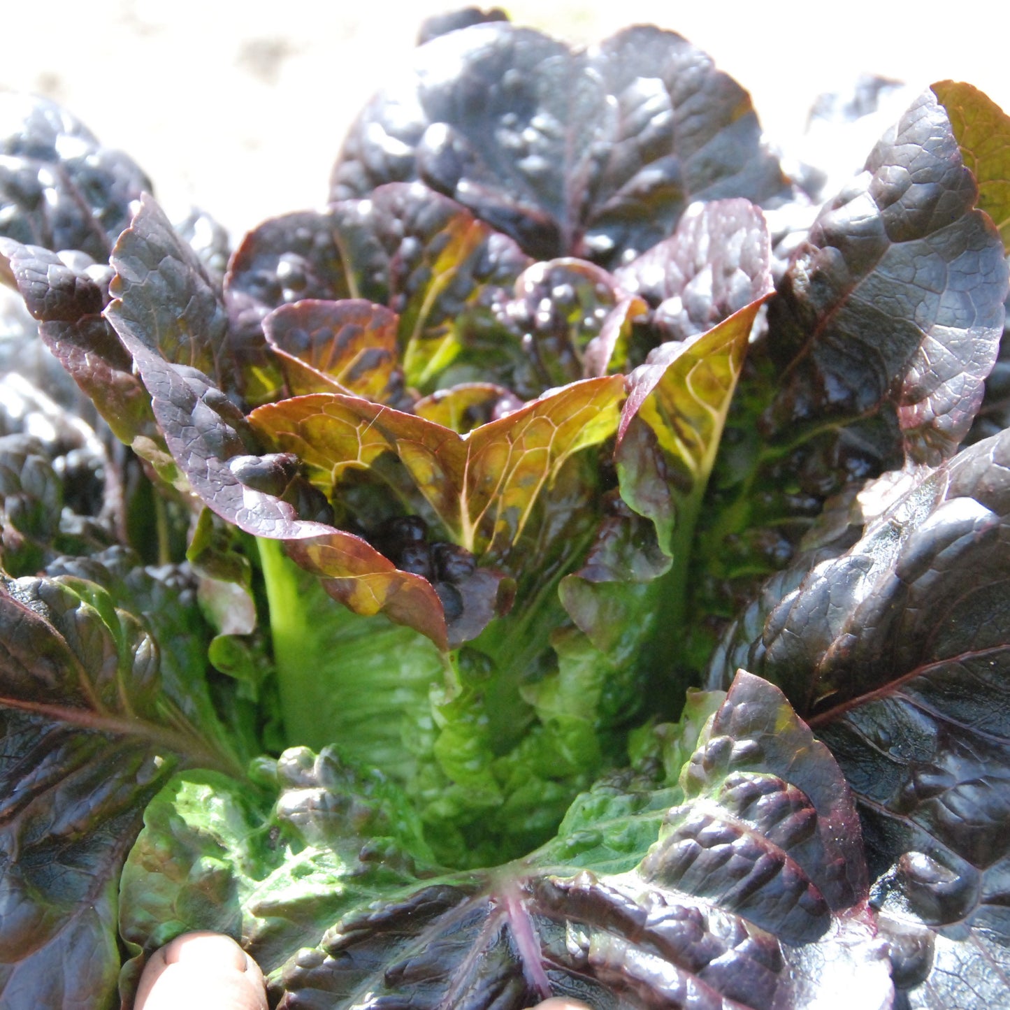 Close-up of a leafy green vegetable with purple and green leaves.