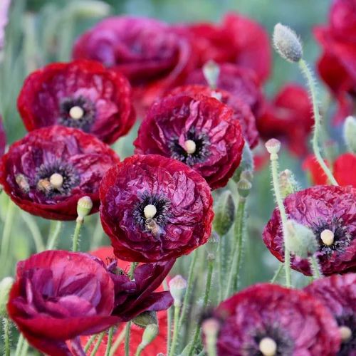 Poppy Lovers Seed Collection