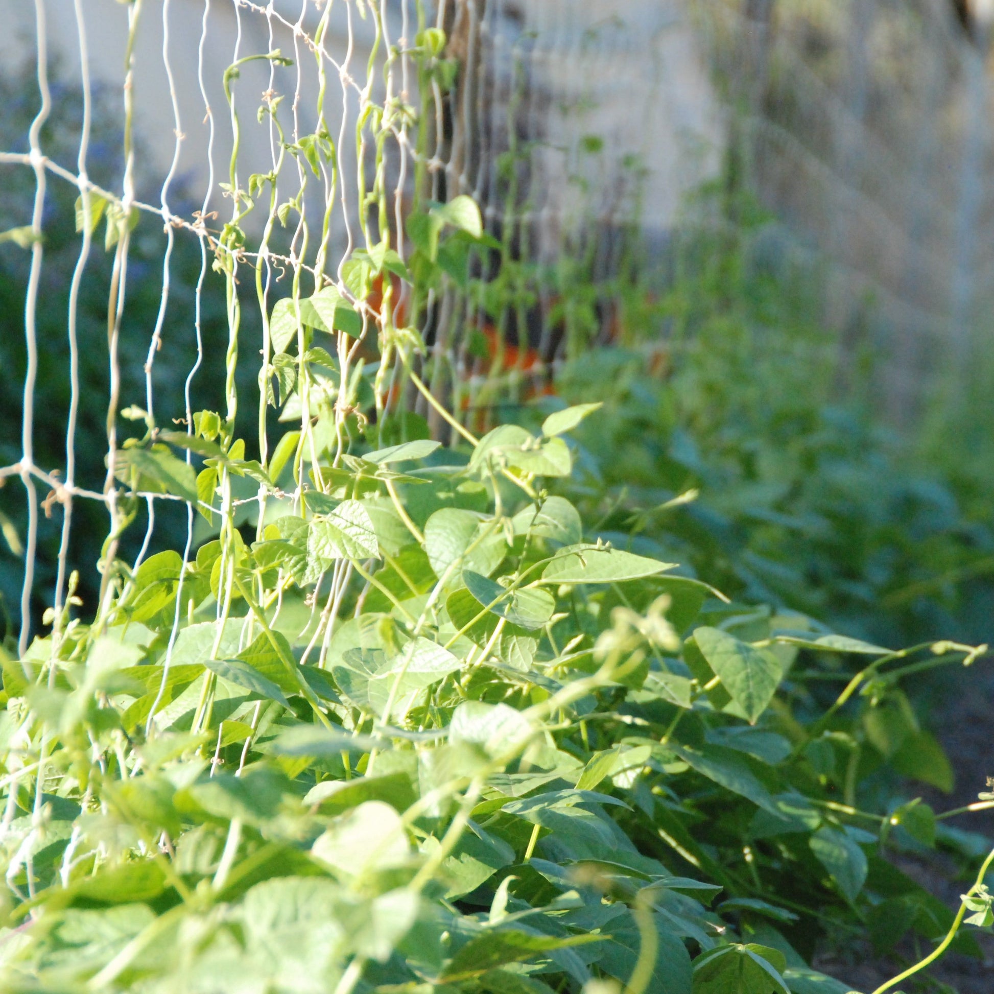 Young butter bean vines growing up trellis in front paddock