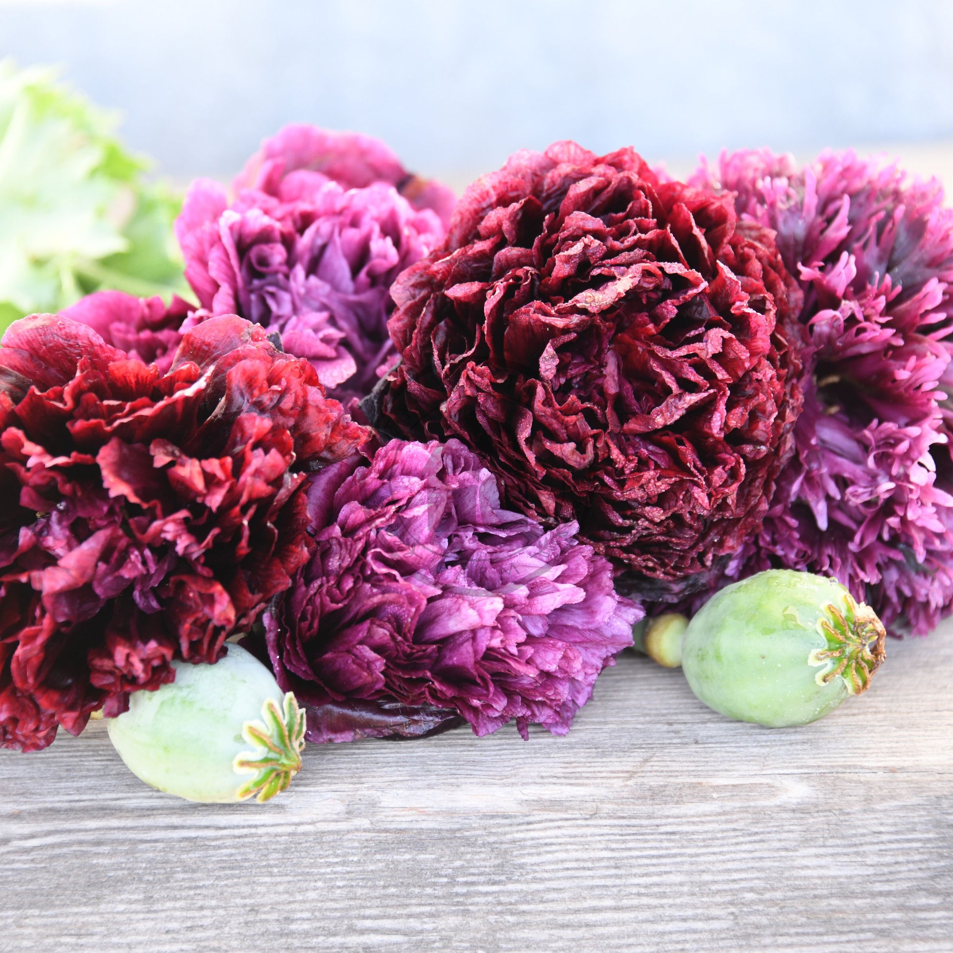 Purple and red flowers on a wooden surface with blurred greenery in the background