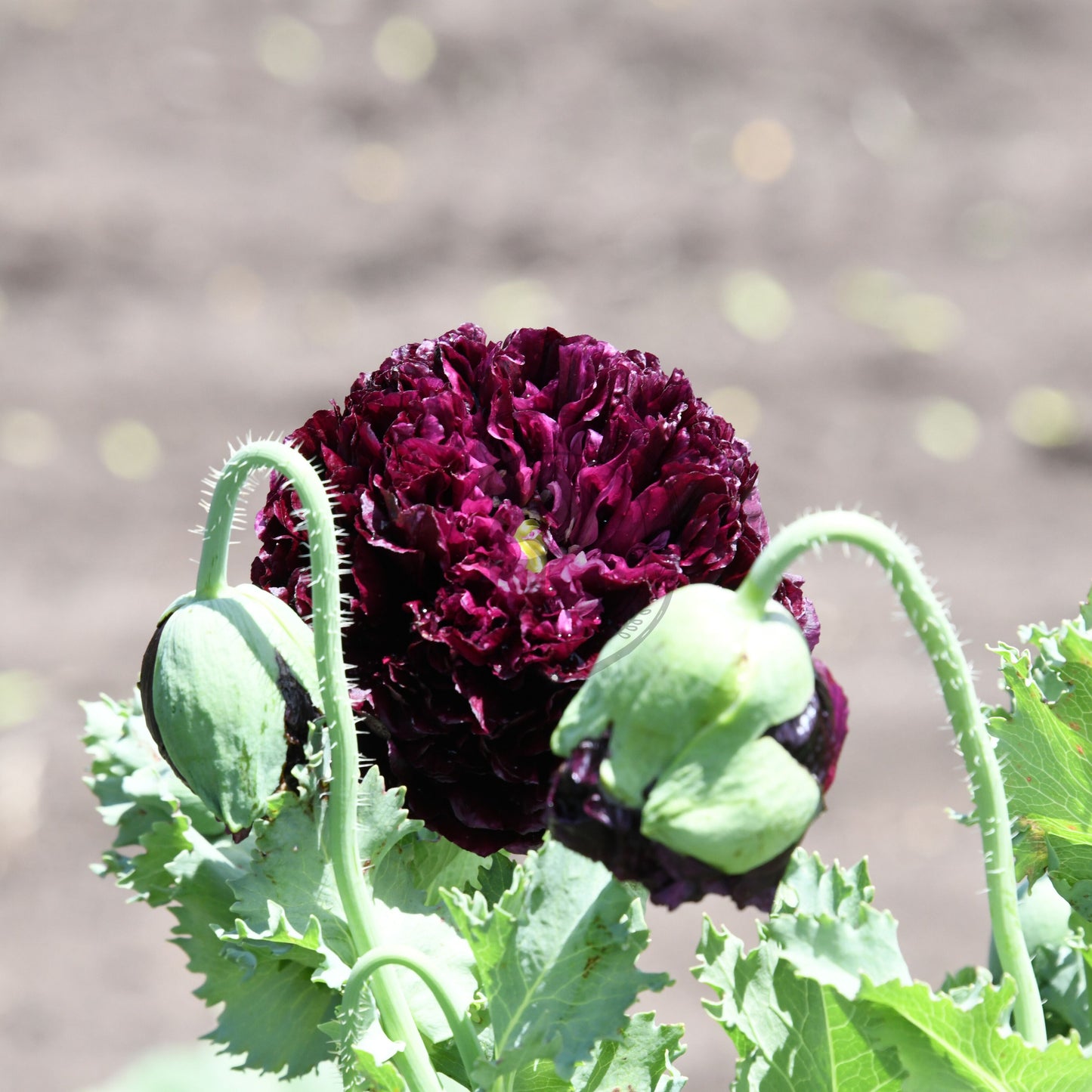 Purple poppy flower with green leaves against a blurred background