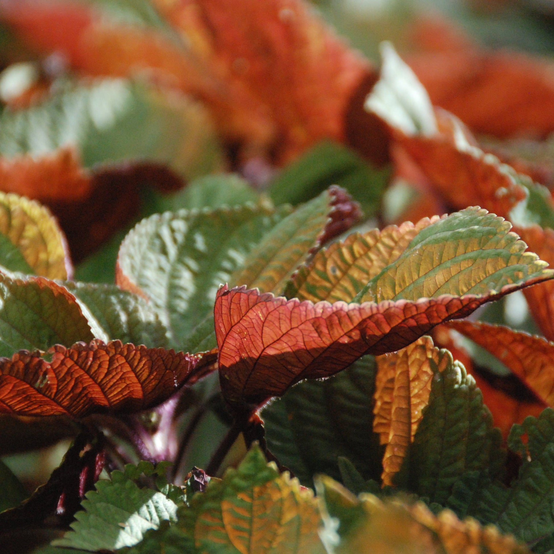 Close-up of colorful leaves with red, green, and orange hues.