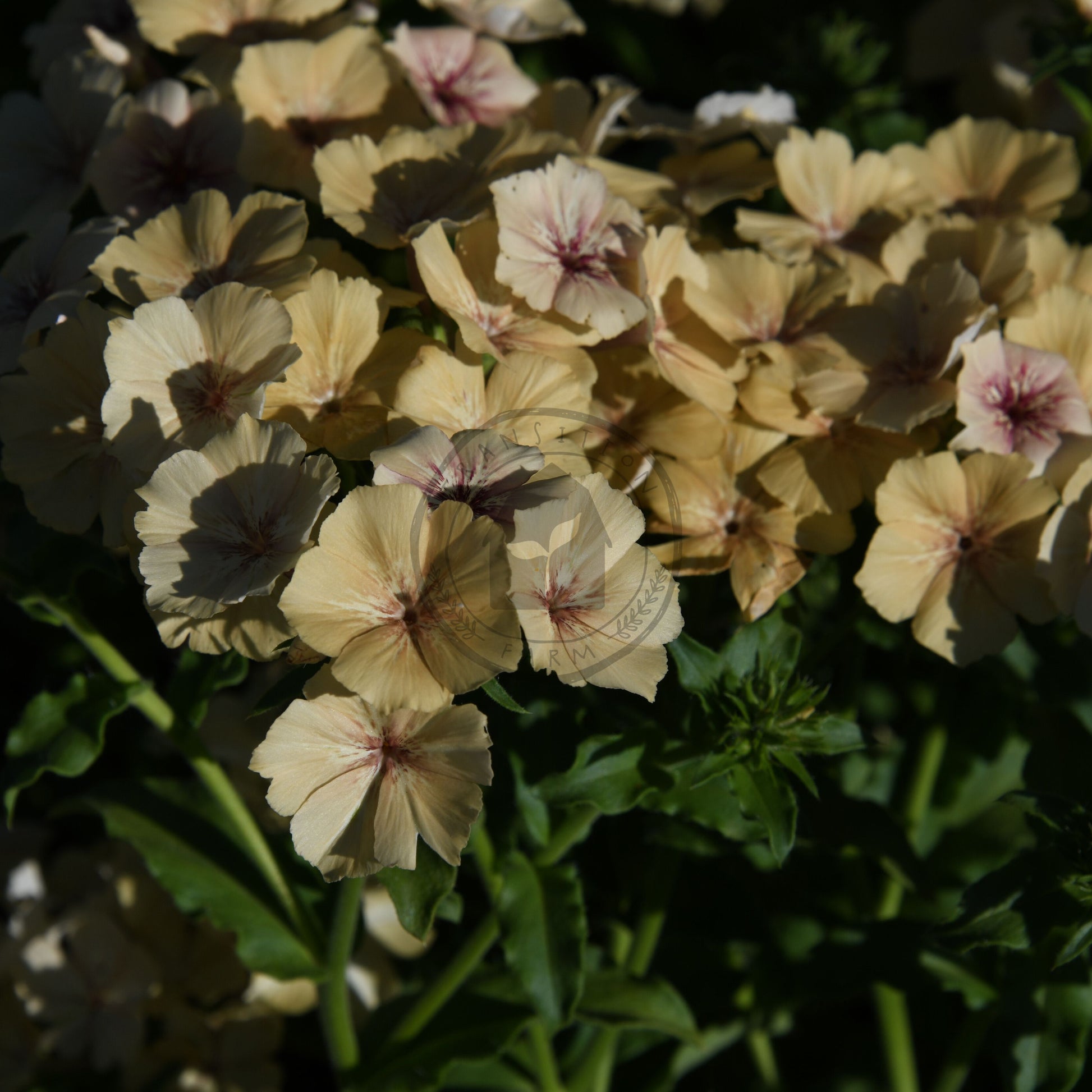 Close-up of beige flowers with green leaves on a dark background