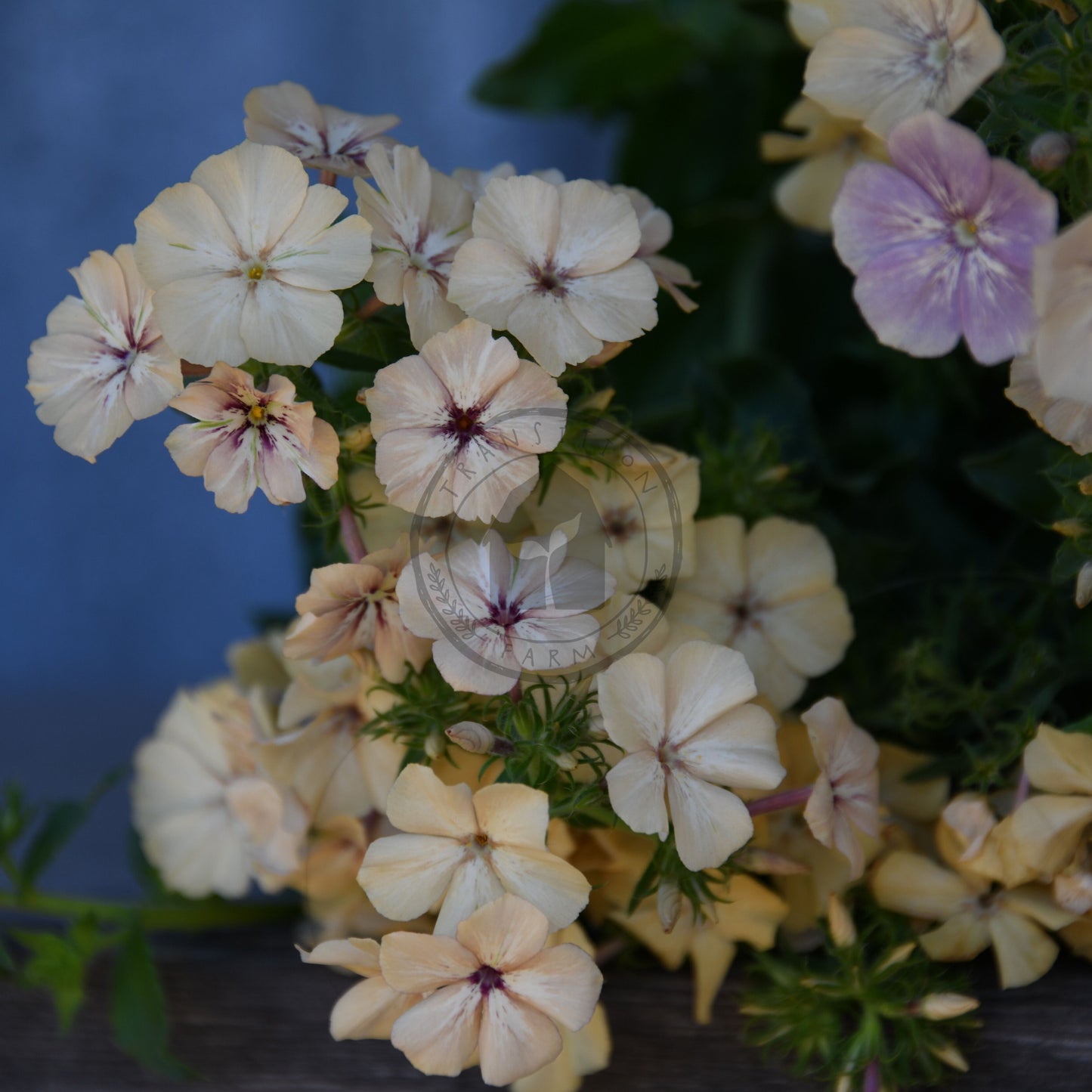 Bouquet of white and purple flowers with a blue background