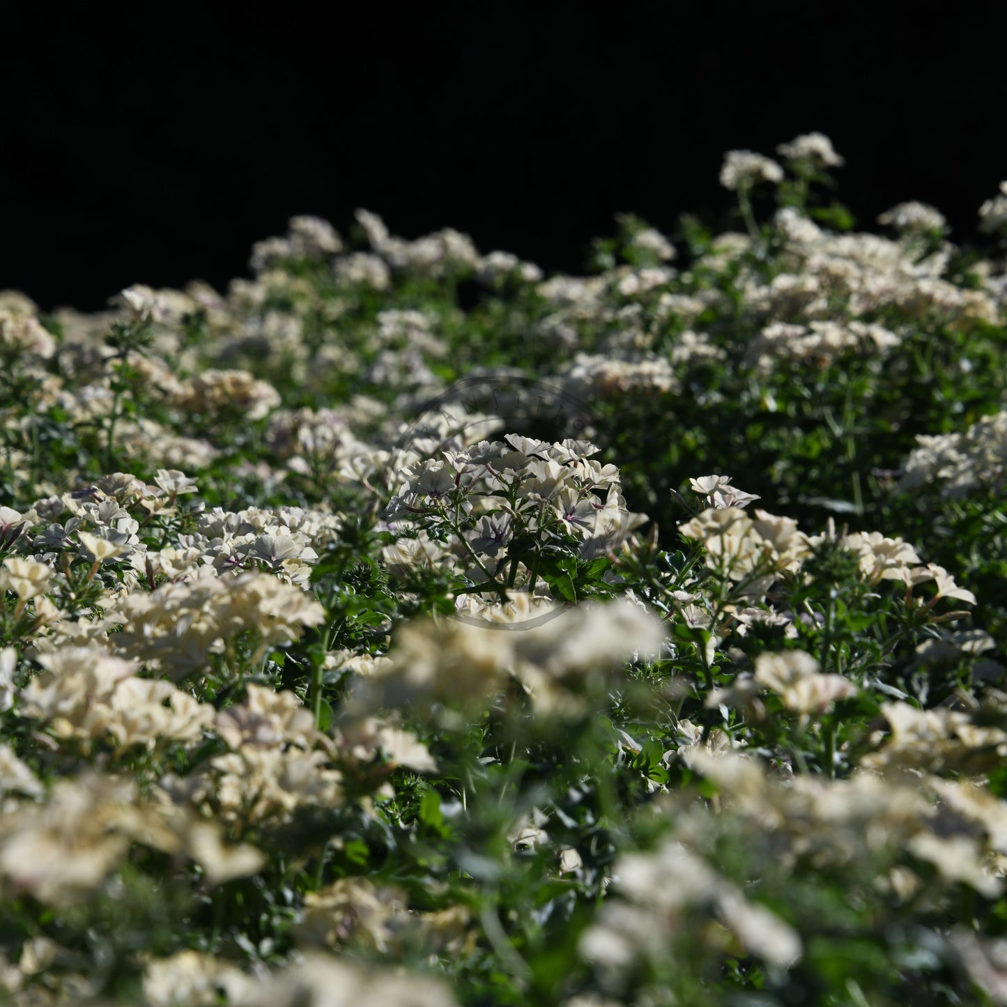 Field of white flowers with a dark background