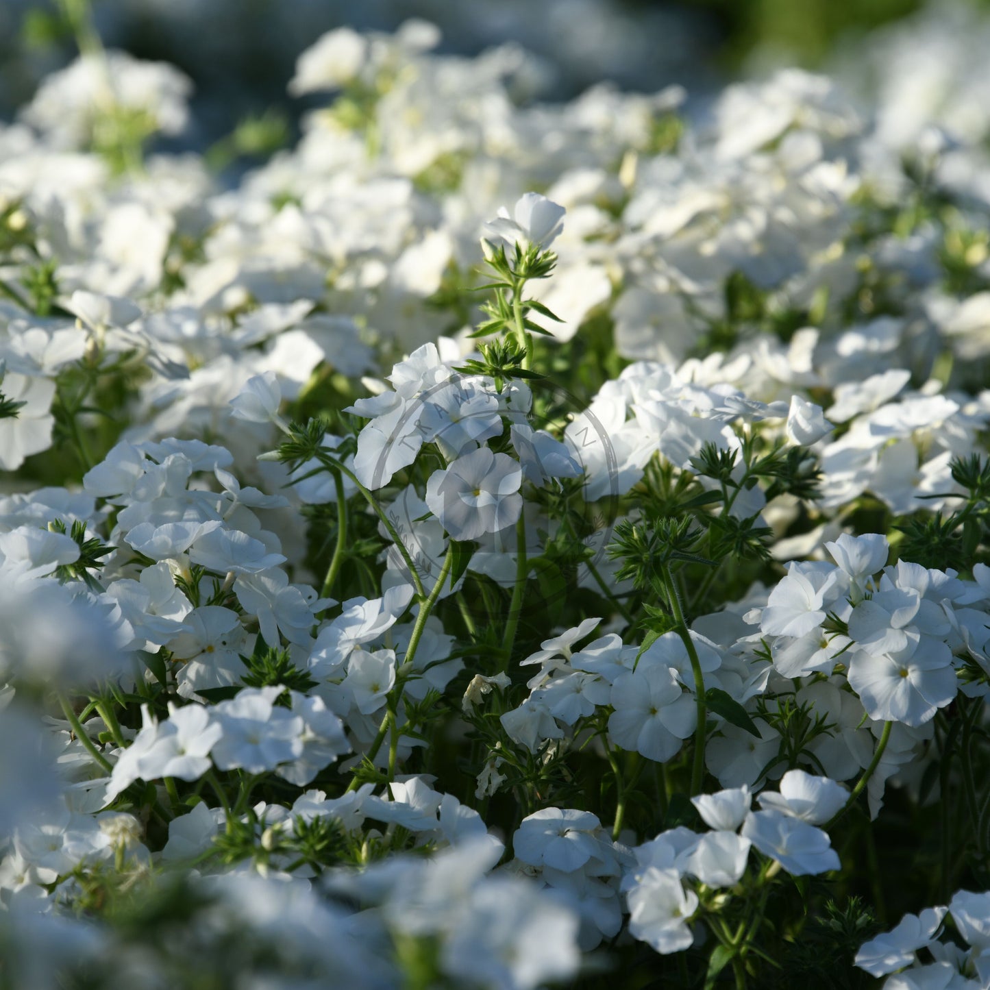 Close-up of white flowers with a blurred green background