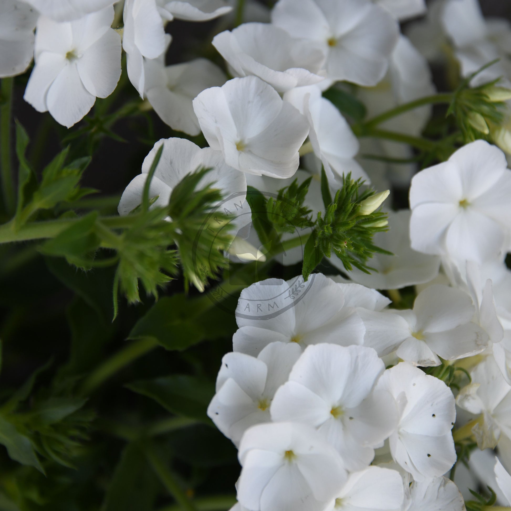 Close-up of white flowers with a blurred background