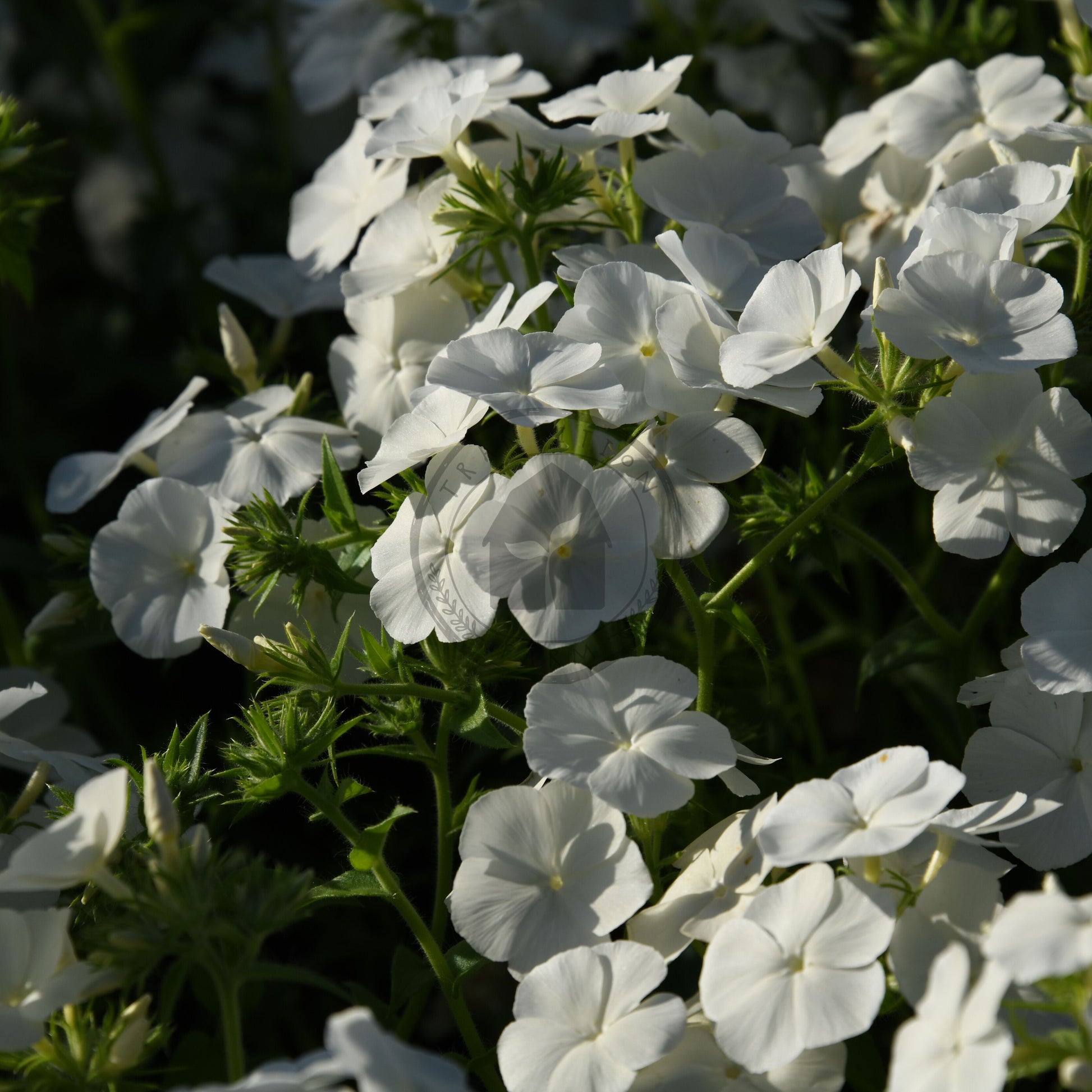 Close-up of white flowers with green leaves in a natural setting