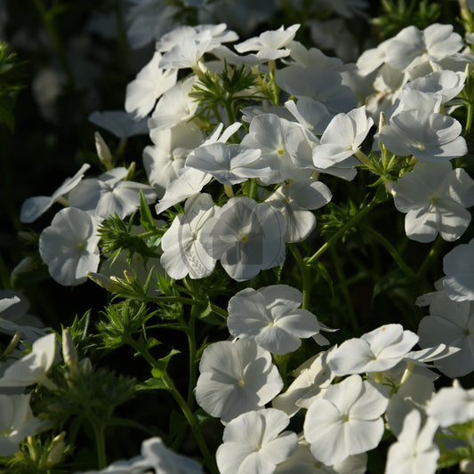Close-up of white flowers with green leaves in a natural setting
